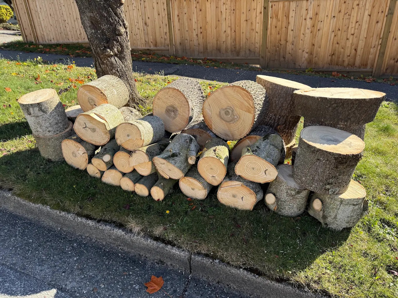 Monkey Tree Services Arborist Work Residential