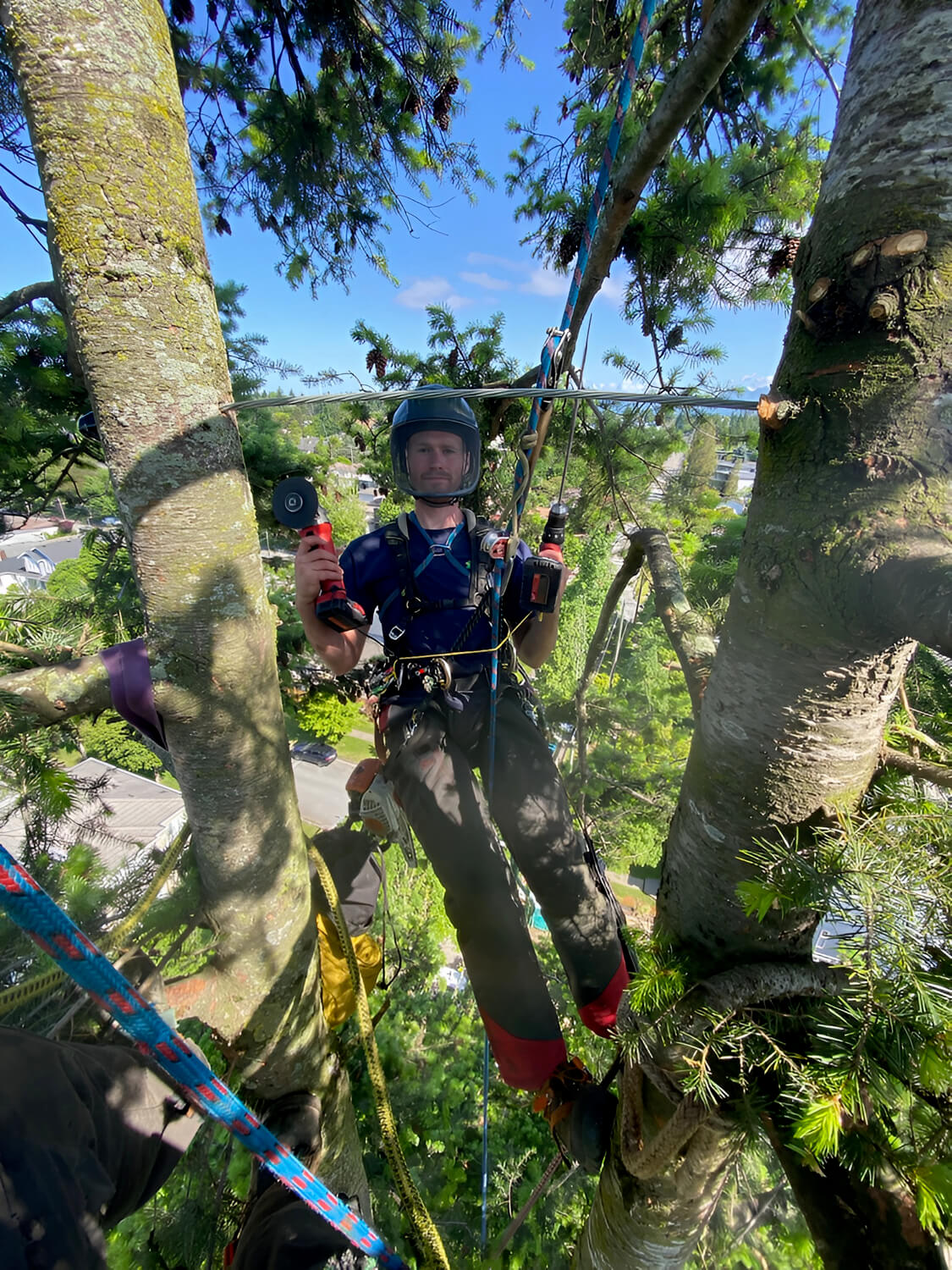 Monkey Tree Services Professional Arborist Project On-Site Image