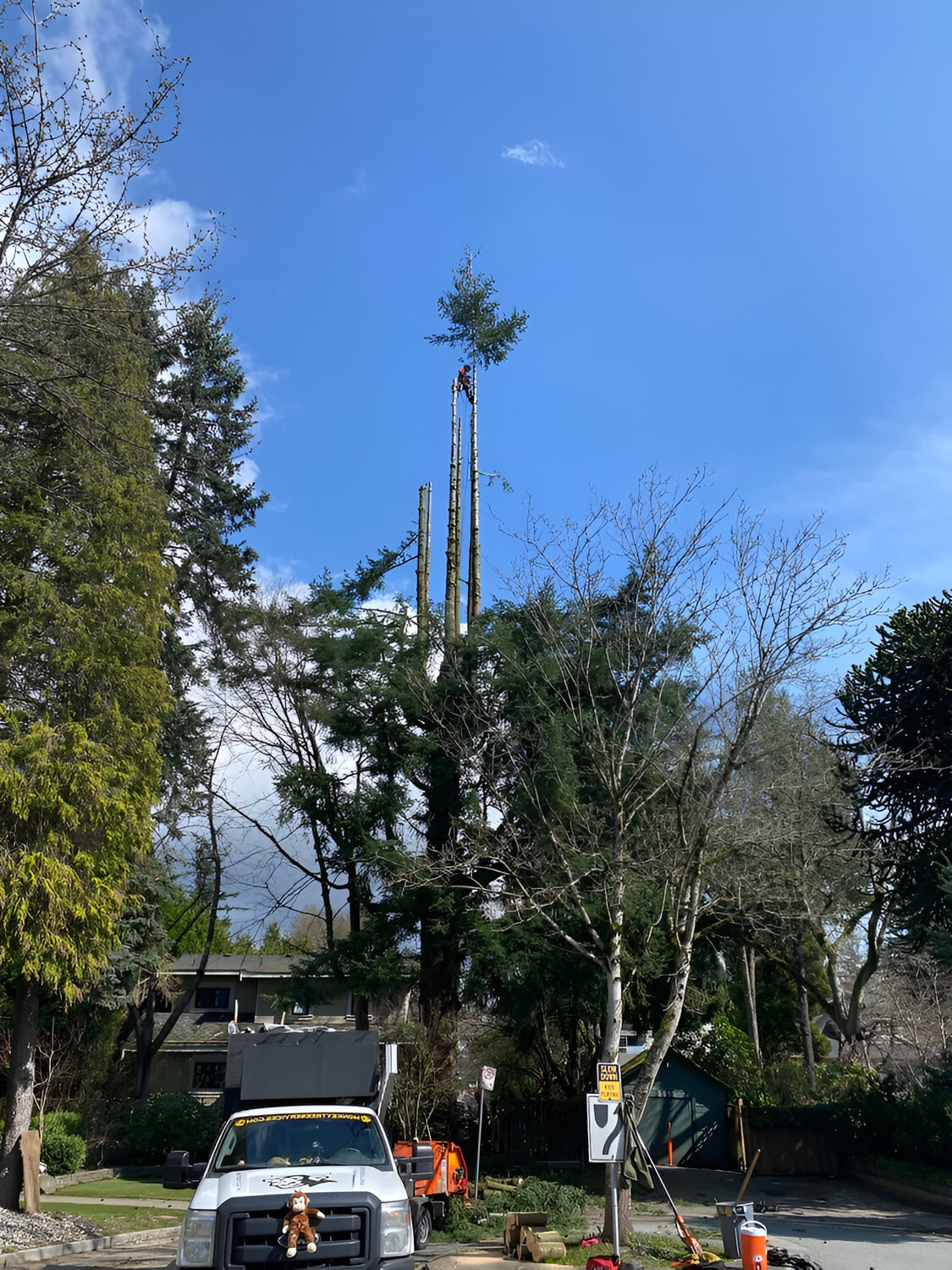 Monkey Tree Services Professional Arborist Project On-Site Image