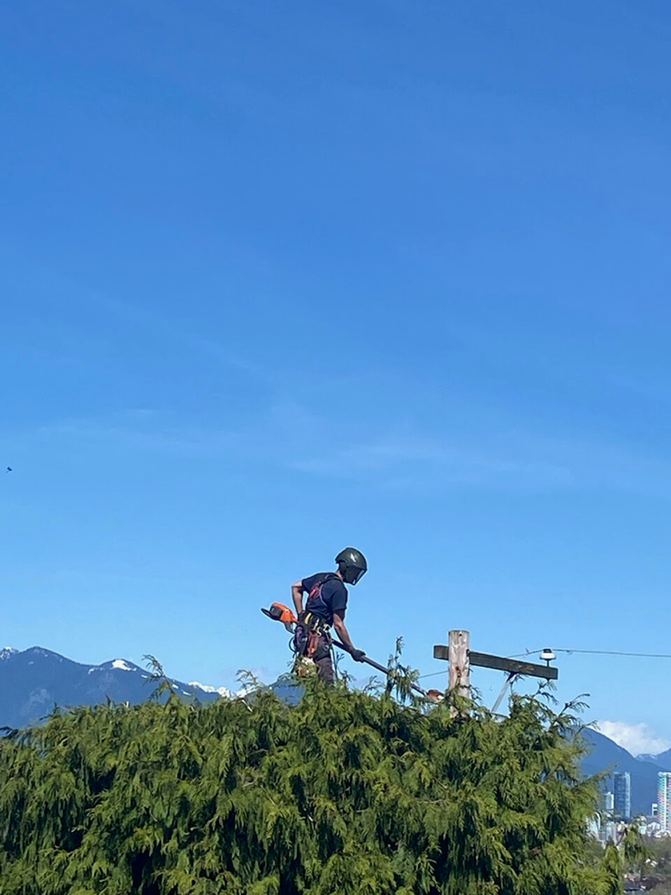 Monkey Tree Services Professional Arborist Project On-Site Image