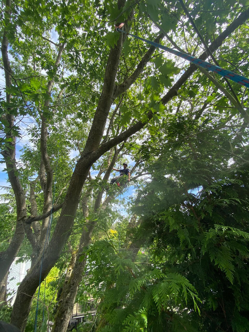 Monkey Tree Services Professional Arborist Project On-Site Image