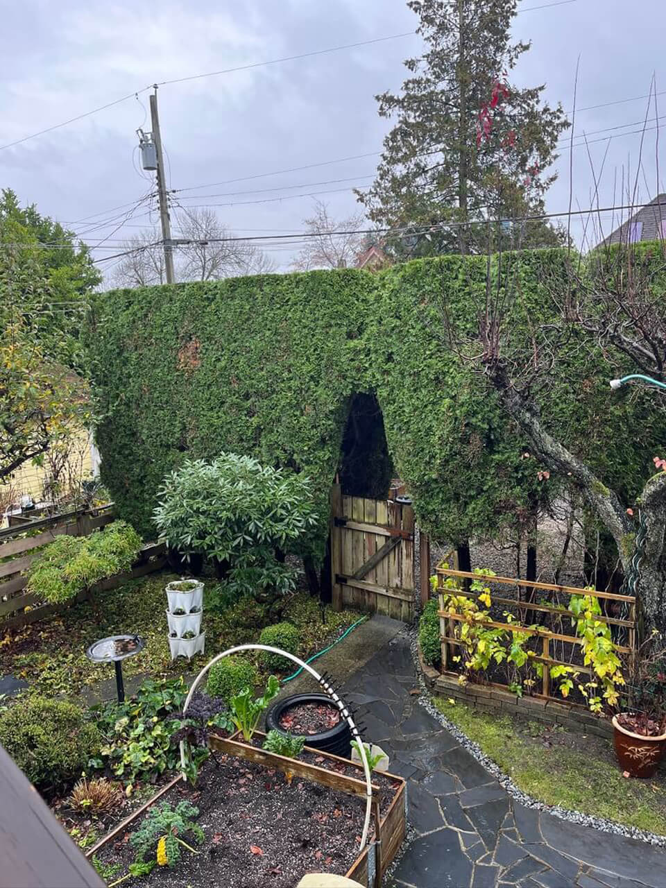 Monkey Tree Services Professional Arborist Project On-Site Image