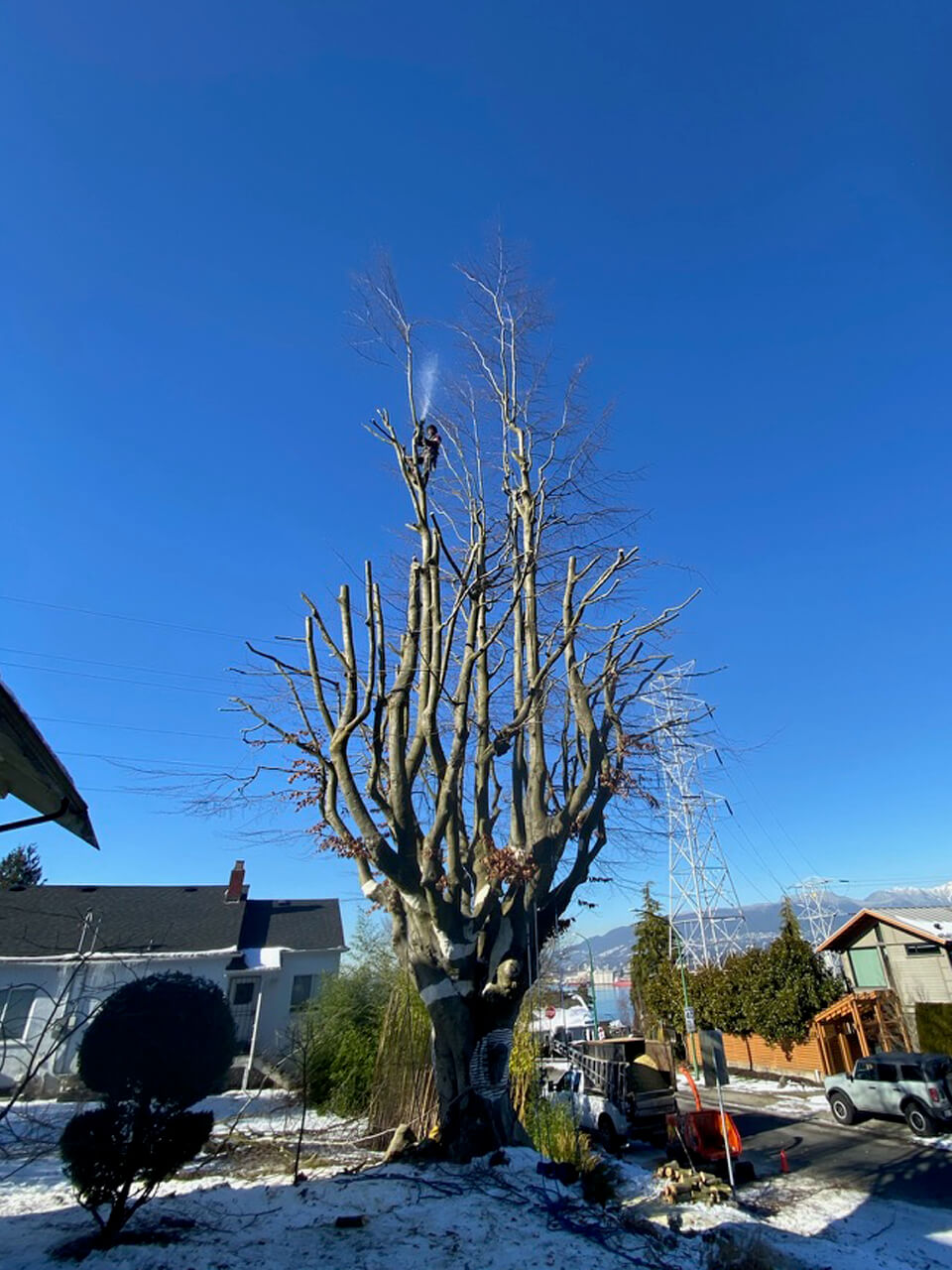 Monkey Tree Services Professional Arborist Project On-Site Image