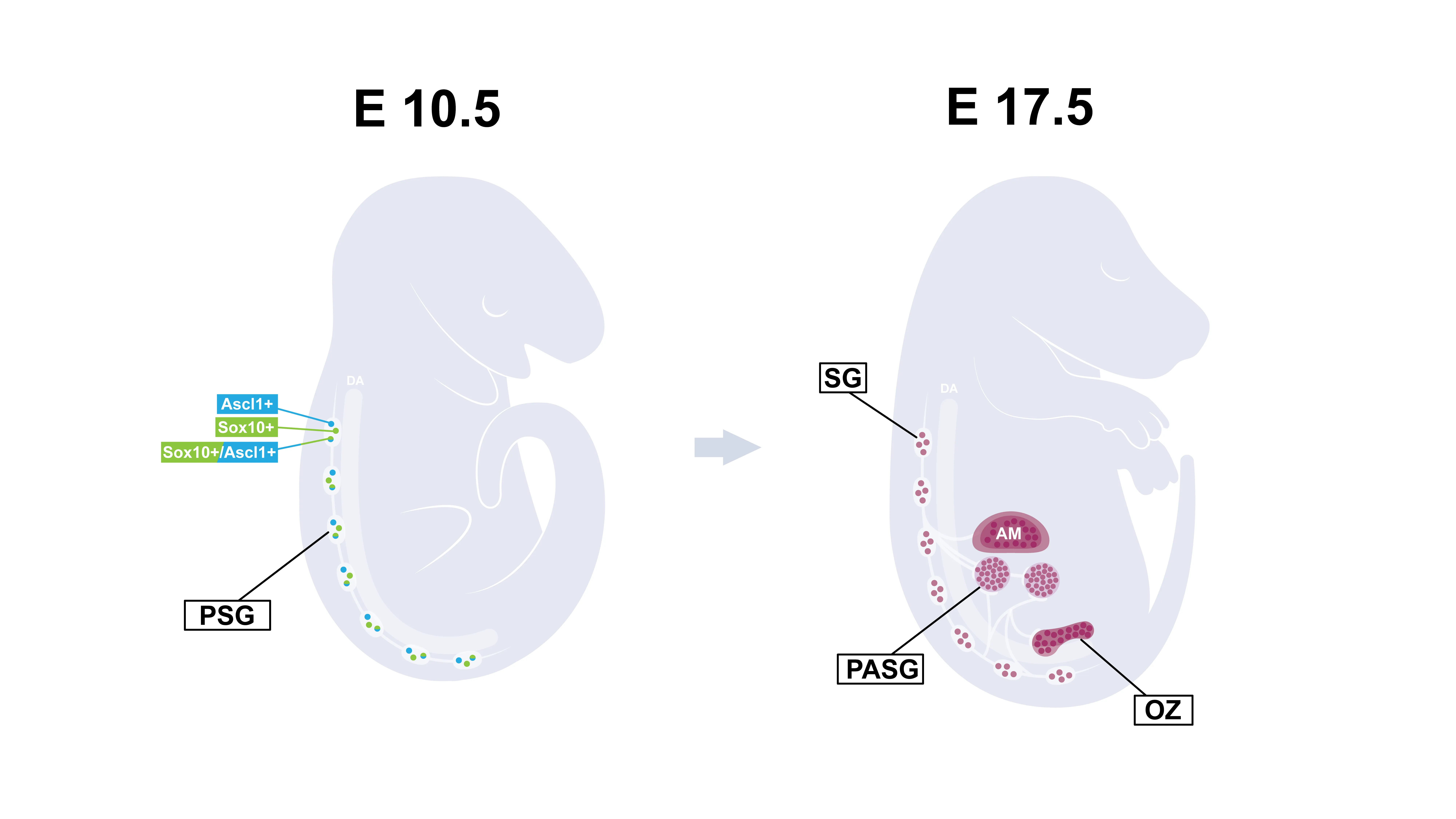 Two sagittal diagrams of a developing embryo at stages E 10.5 and E 17.5 showing progression from progenitor cells marked by Ascl1+ and Sox10+ in PSG to developed ganglia labeled SG, PASG, AM, and OZ.