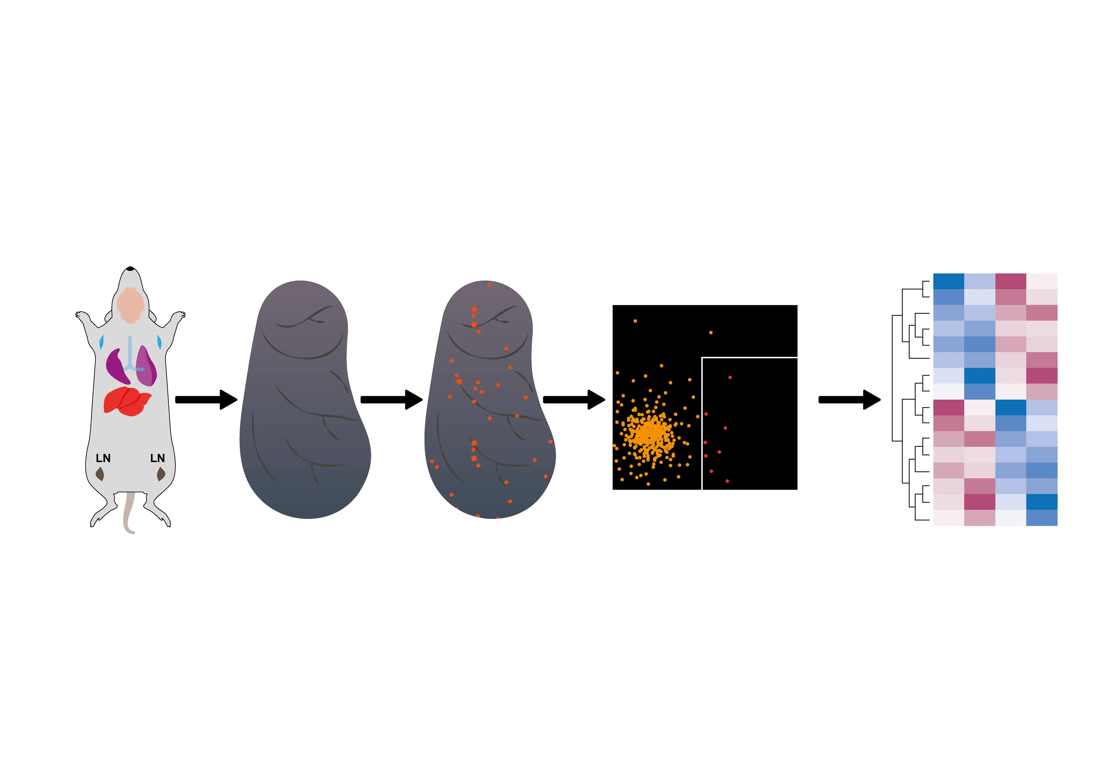 Diagram showing experimental workflow starting with a mouse, followed by lymph node extraction, detection of marked points, scatter plot clustering, and concluding with a heatmap analysis.