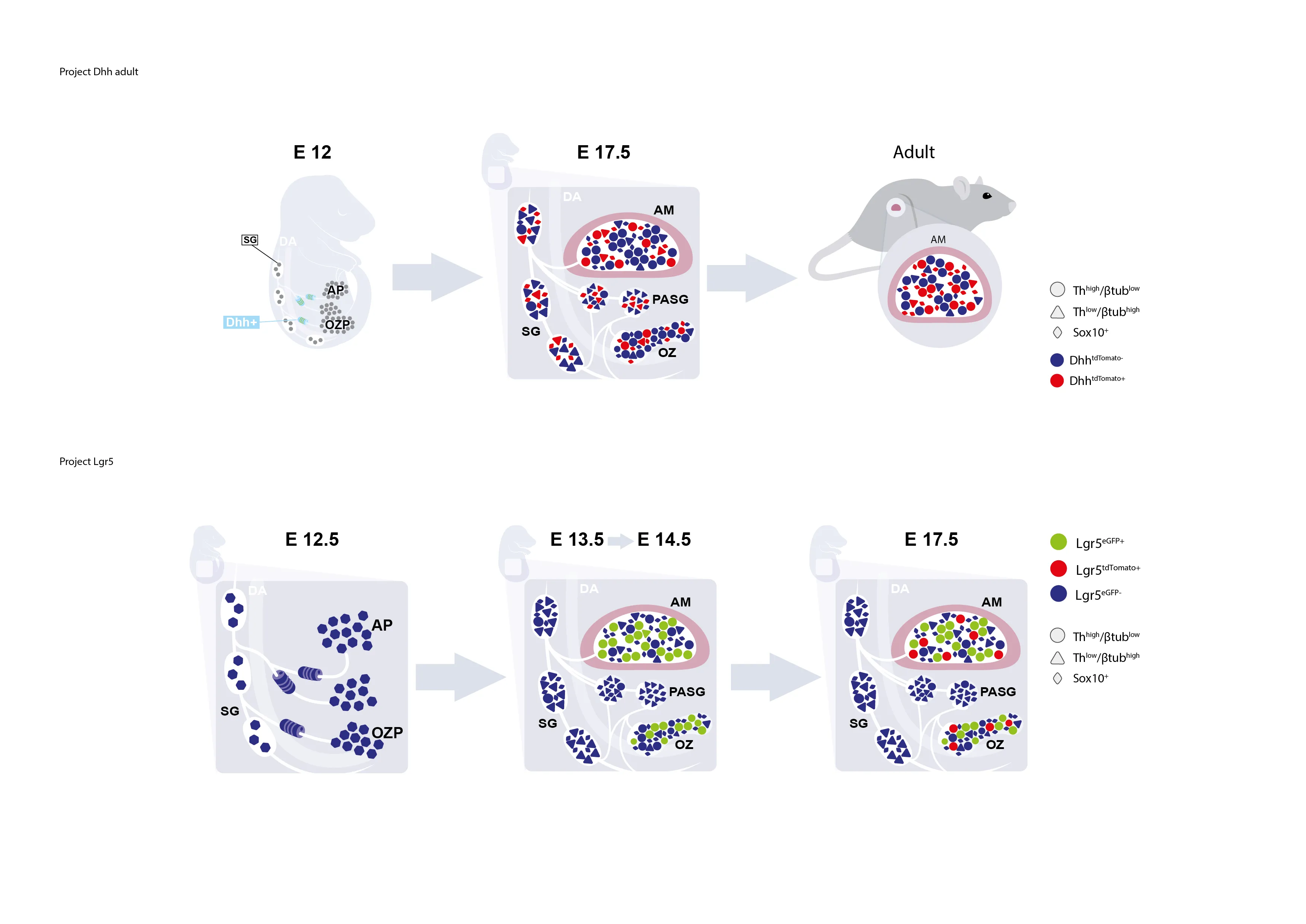 Diagram showing the development stages of adrenal gland cells in mouse embryos and adults, highlighting Dhh and Lgr5 marker expression at different embryonic days with specific cell types and regions labeled.