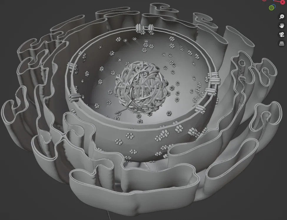 3D grayscale model of a cell cross-section showing nucleus with chromatin and surrounding mitochondria-like structures.