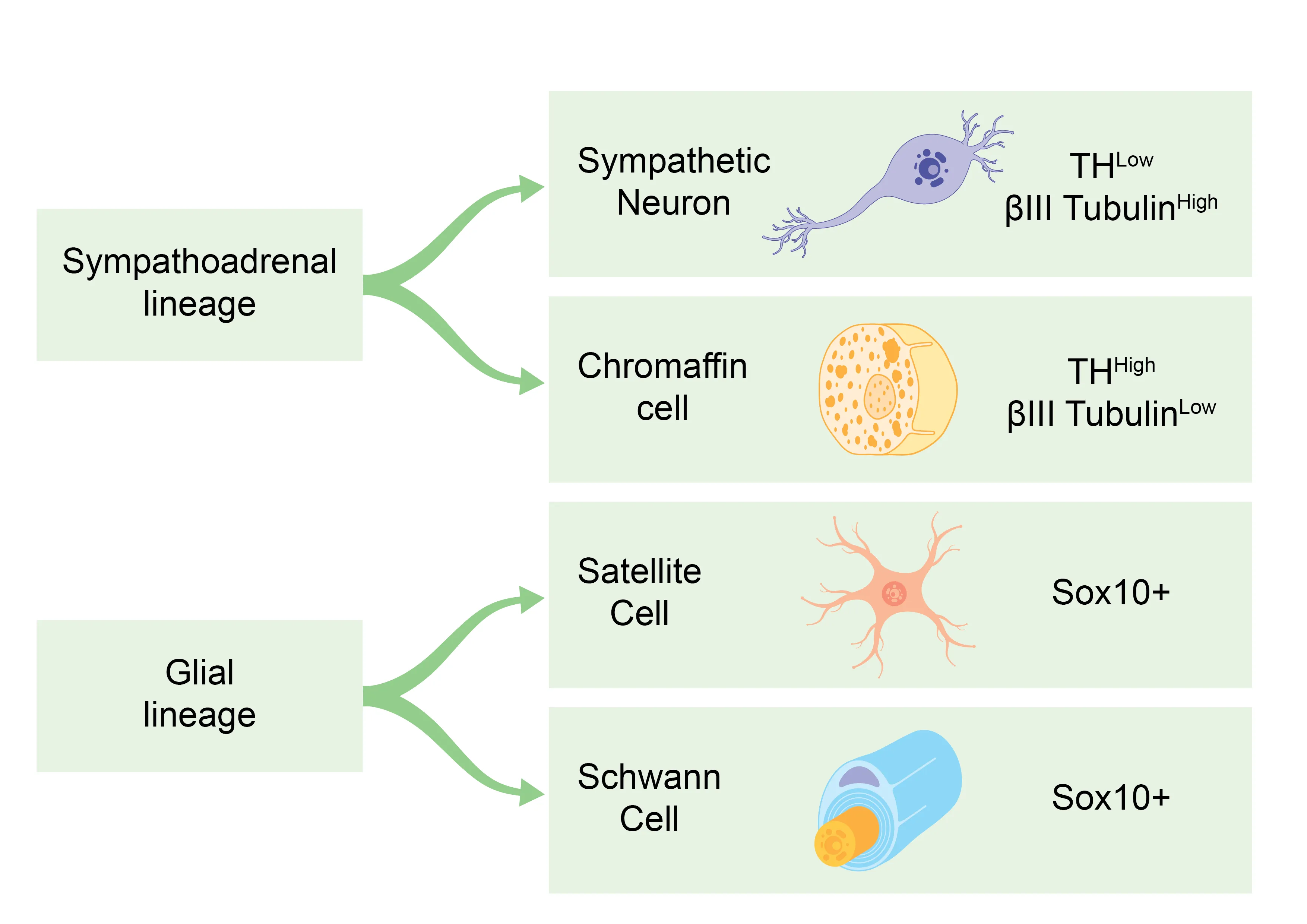 Diagram showing differentiation of sympathoadrenal lineage into sympathetic neuron with low TH and high βIII Tubulin, and chromaffin cell with high TH and low βIII Tubulin, and glial lineage into satellite cell and Schwann cell, both Sox10 positive.