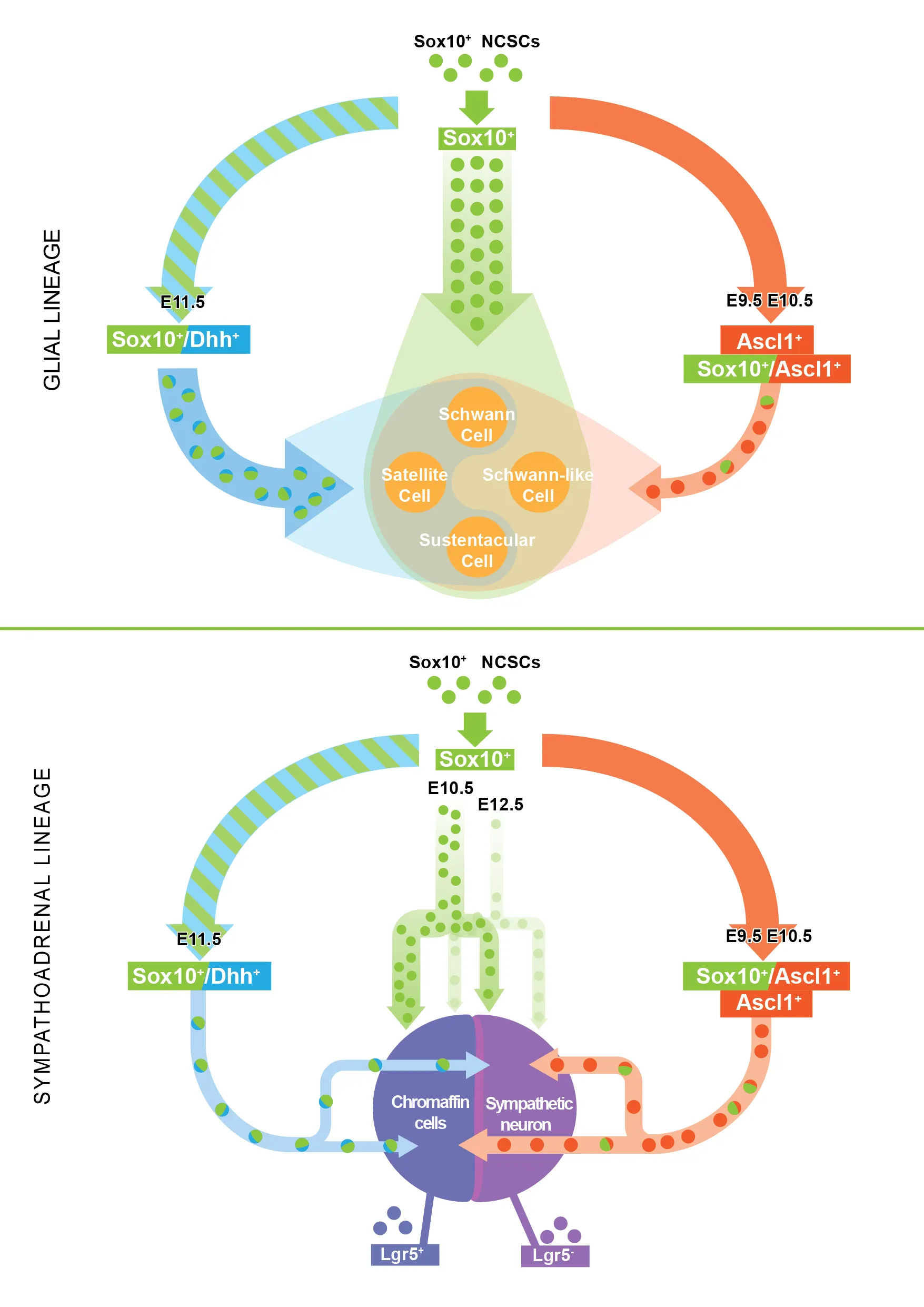 Diagram showing Schwann cell and sympathoadrenal lineages from Sox10+ neural crest stem cells, detailing differentiation paths with markers Sox10+/Dhh+ and Sox10+/Ascl1+ at embryonic days.