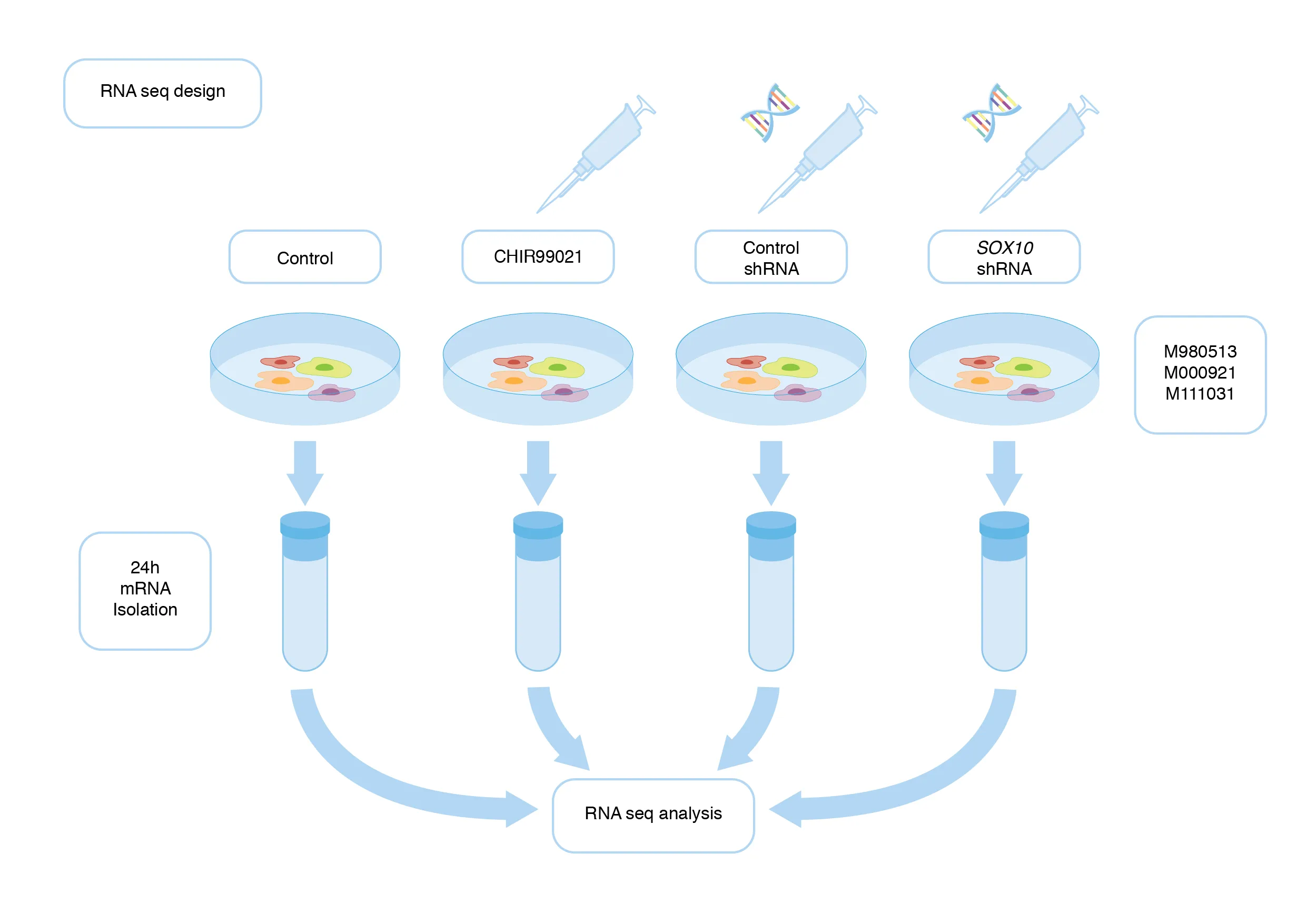 Diagram showing RNA sequencing experiment workflow with four conditions: control, CHIR99021 treatment, control shRNA, and SOX10 shRNA, followed by 24-hour mRNA isolation and RNA sequencing analysis.