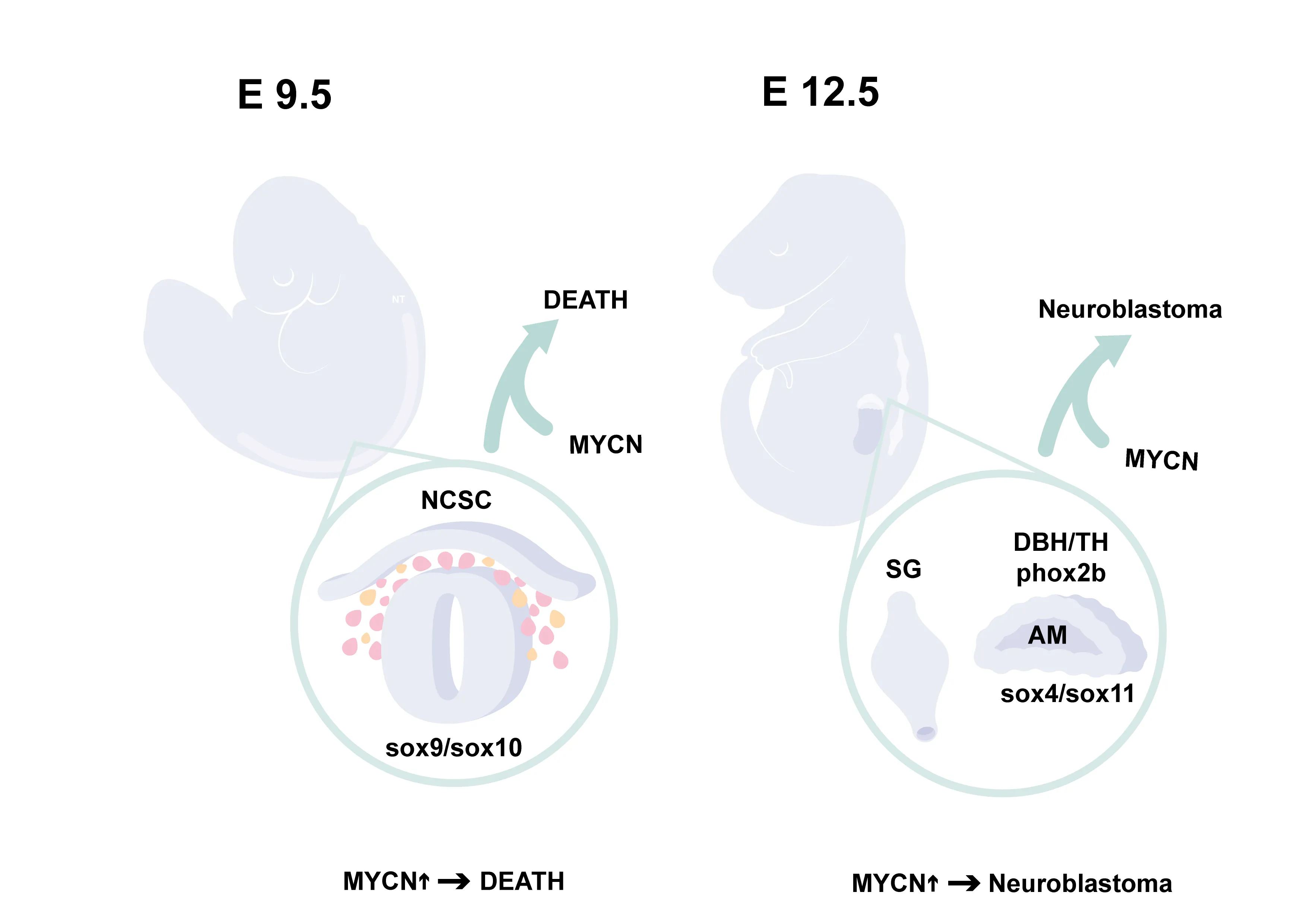 Diagram of embryonic development at E9.5 and E12.5 showing MYCN expression leading to death of neural crest stem cells at E9.5 and neuroblastoma formation at E12.5 in sympathetic ganglion and adrenal medulla.