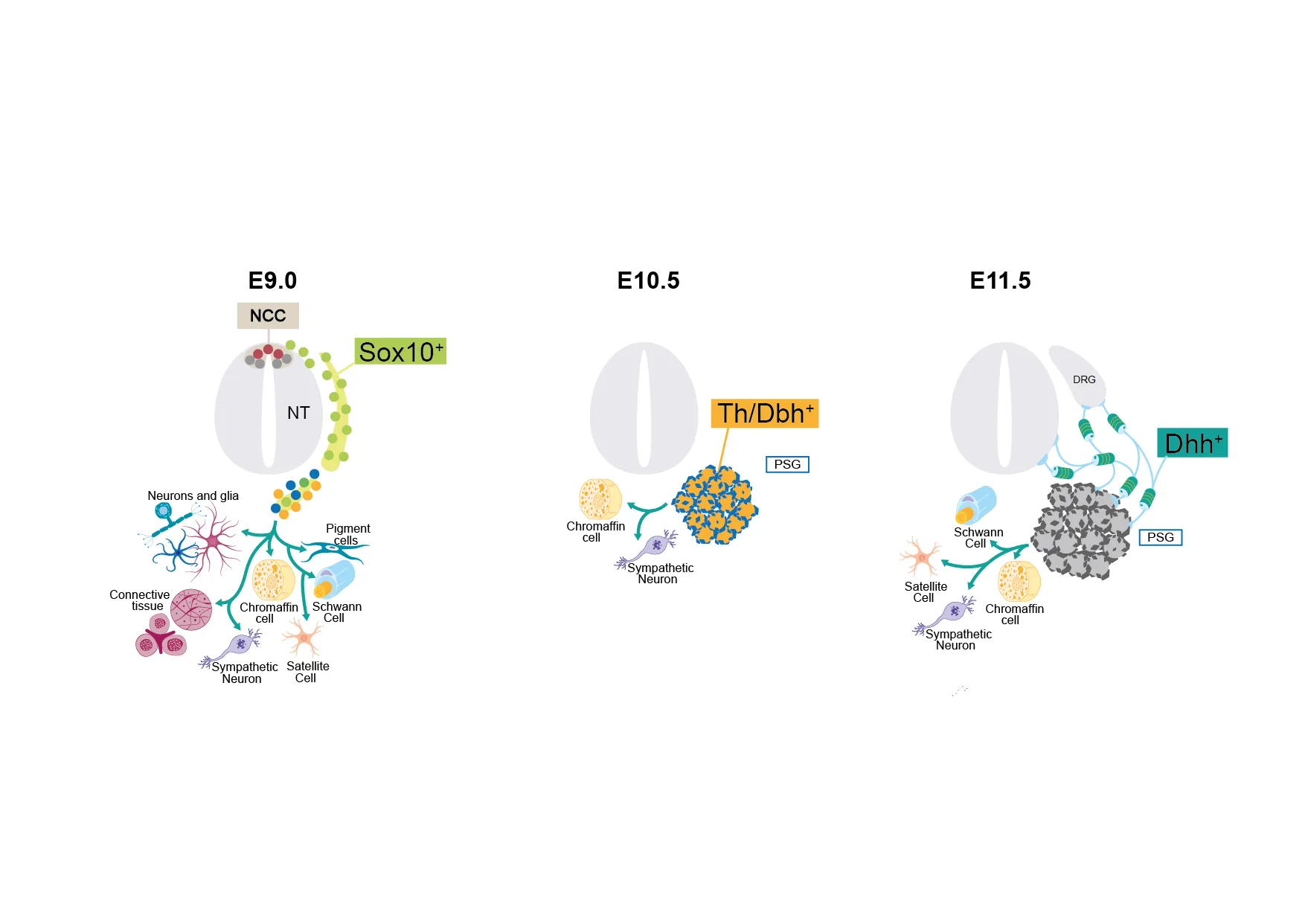 Diagram illustrating neural crest cell differentiation at embryonic days E9.0, E10.5, and E11.5, showing markers Sox10+, Th/Dbh+, and Dhh+ with corresponding cell types including neurons, glia, chromaffin cells, Schwann cells, and satellite cells.