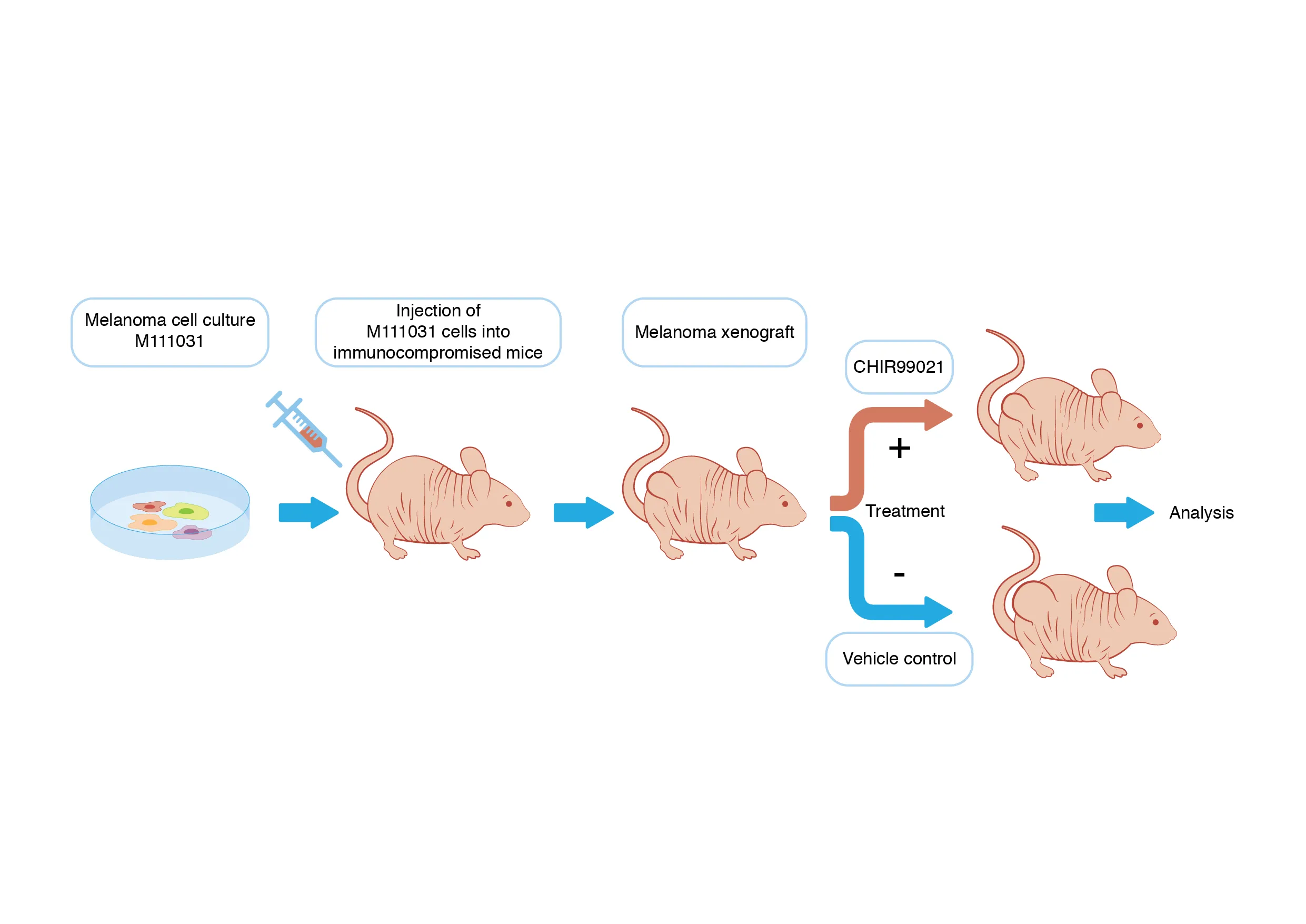 Diagram showing melanoma cells injected into immunocompromised mice to create xenografts, followed by treatment with CHIR99021 or vehicle control, then analysis.