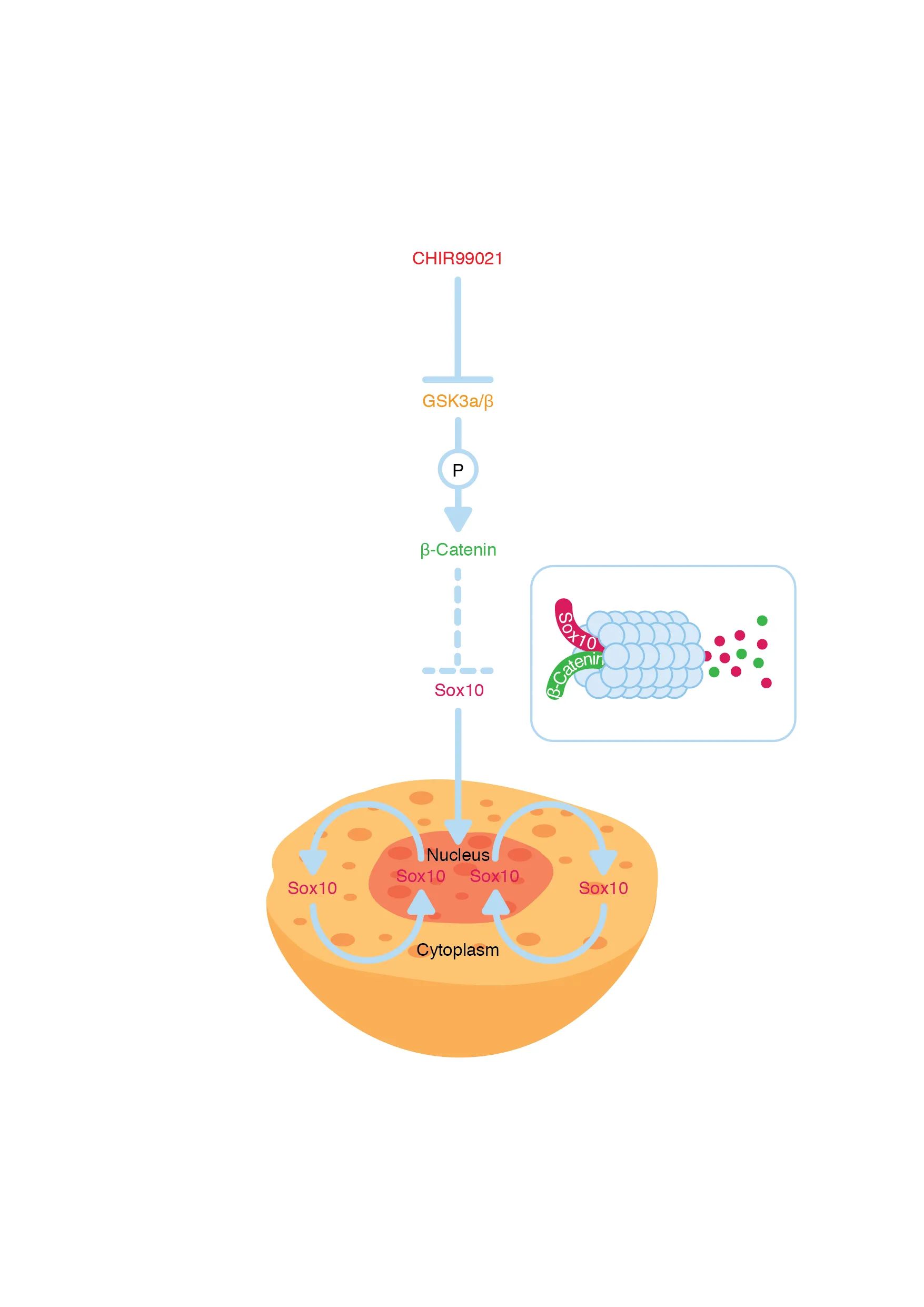 Diagram showing CHIR99021 inhibiting GSK3a/β phosphorylation of β-Catenin, leading to Sox10 signaling cycling between nucleus and cytoplasm in a cell.
