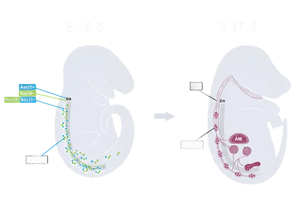 2D Illustration, Graphical Abstracts & Data Visualisation
