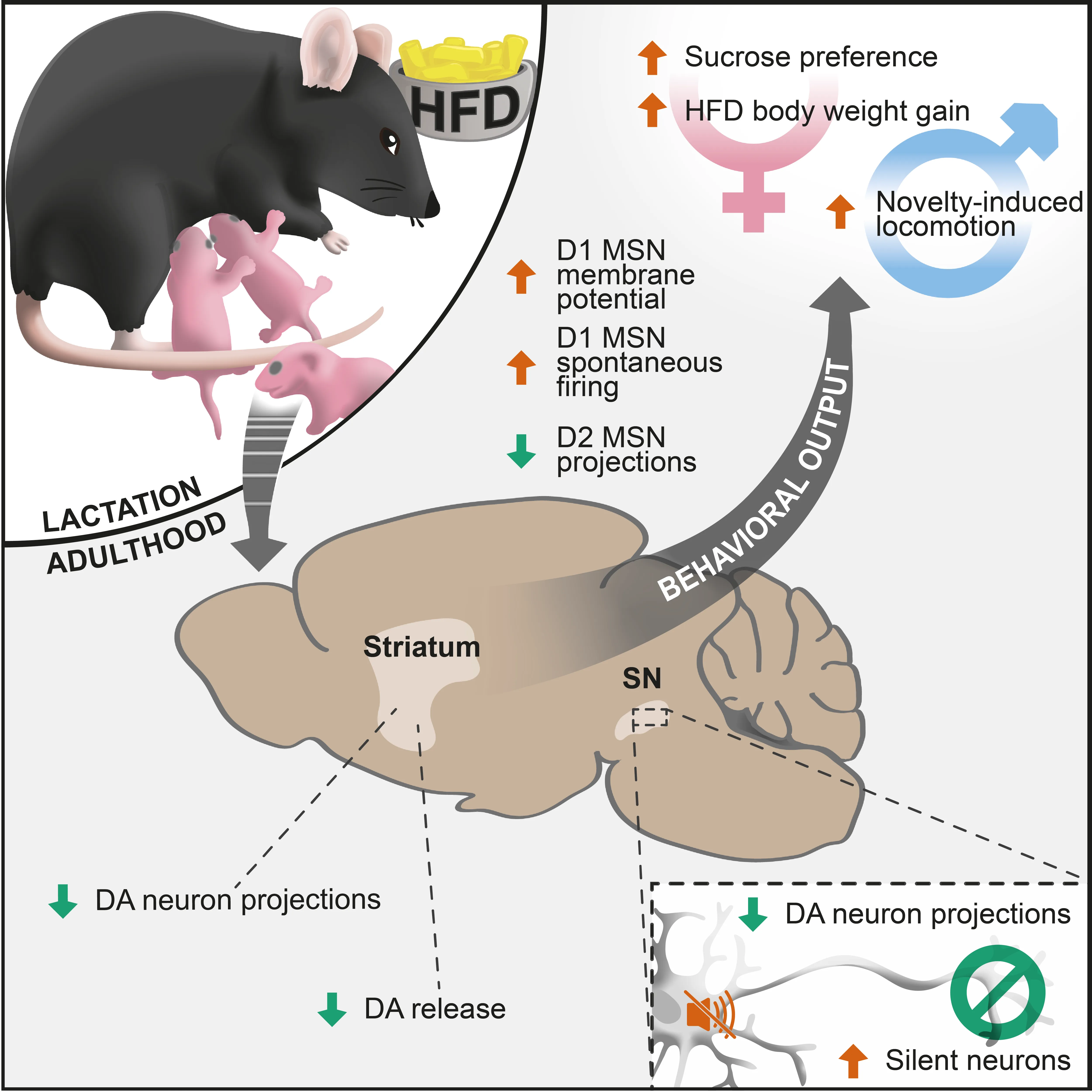 Diagram linking high-fat diet during lactation to changes in brain dopamine signaling and related behaviors in mice.