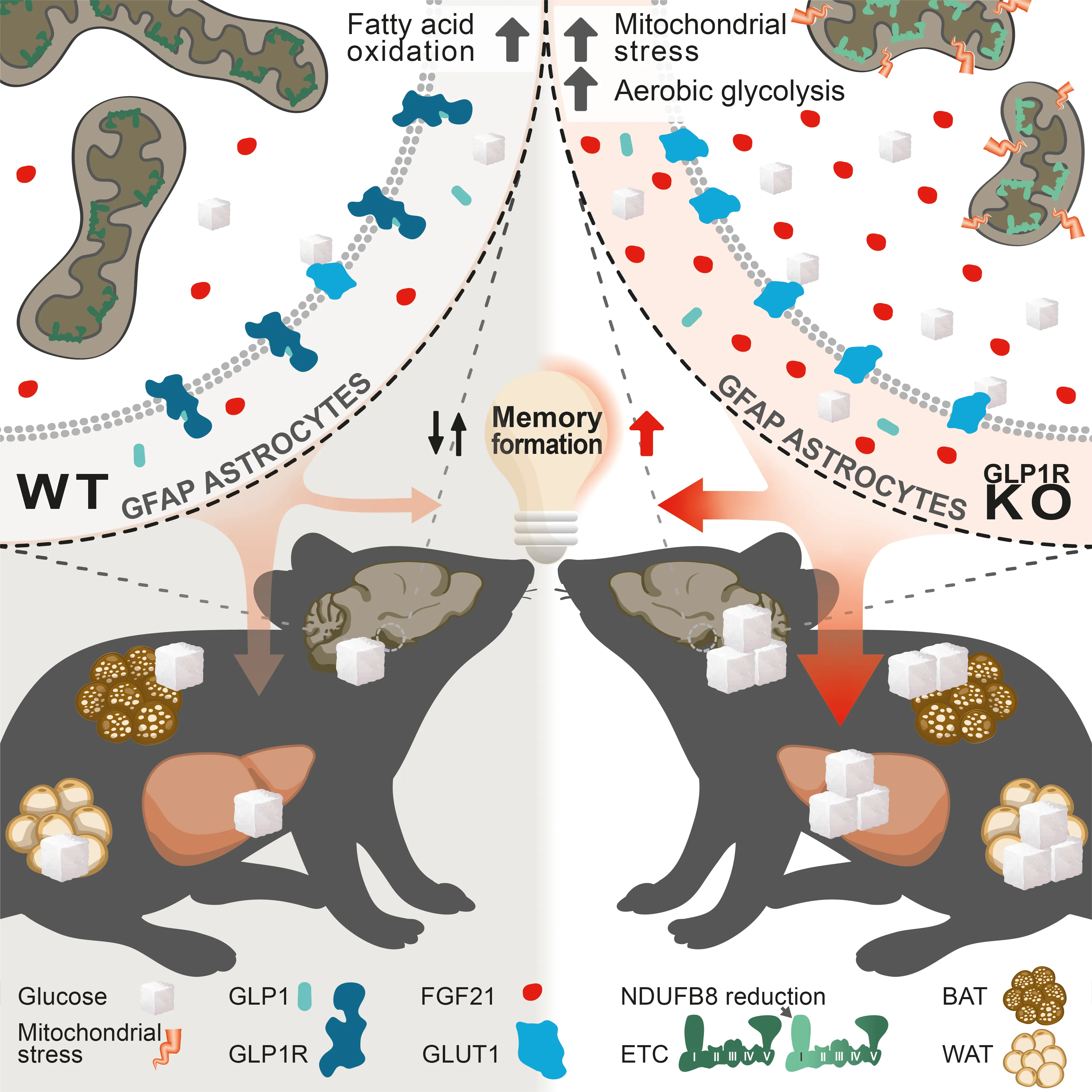 Comparison of WT and GLP1R KO mice showing energy metabolism, glucose, and memory formation differences.