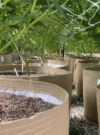 Healthy plant canopy grown with carbon-based organic nutrients