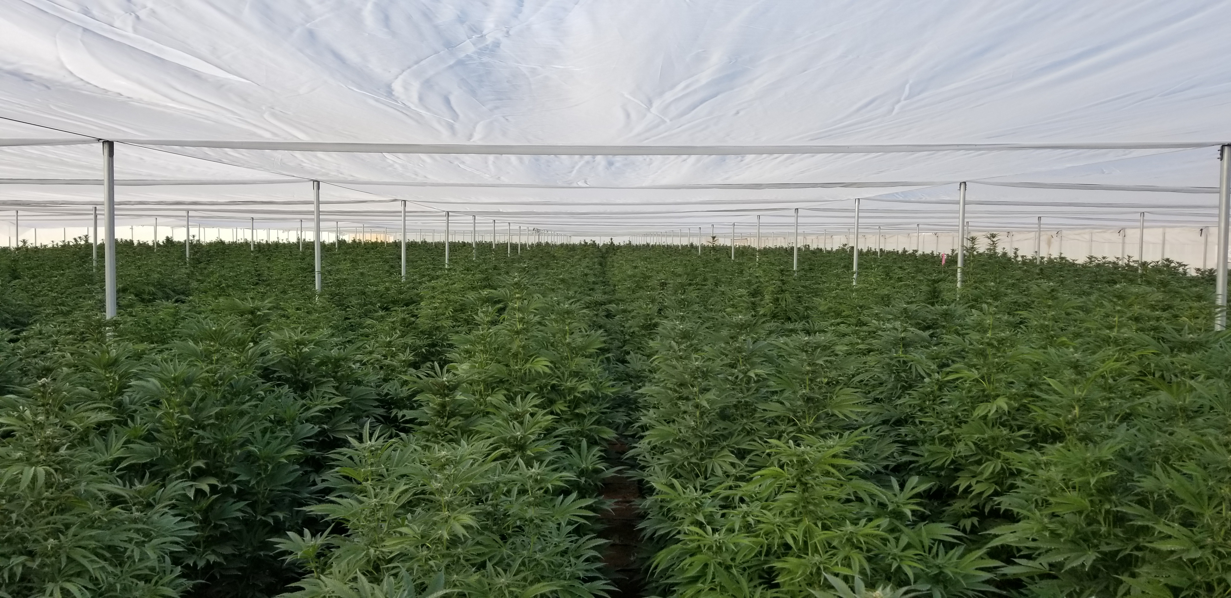 Cannabis plants growing in an outdoor garden