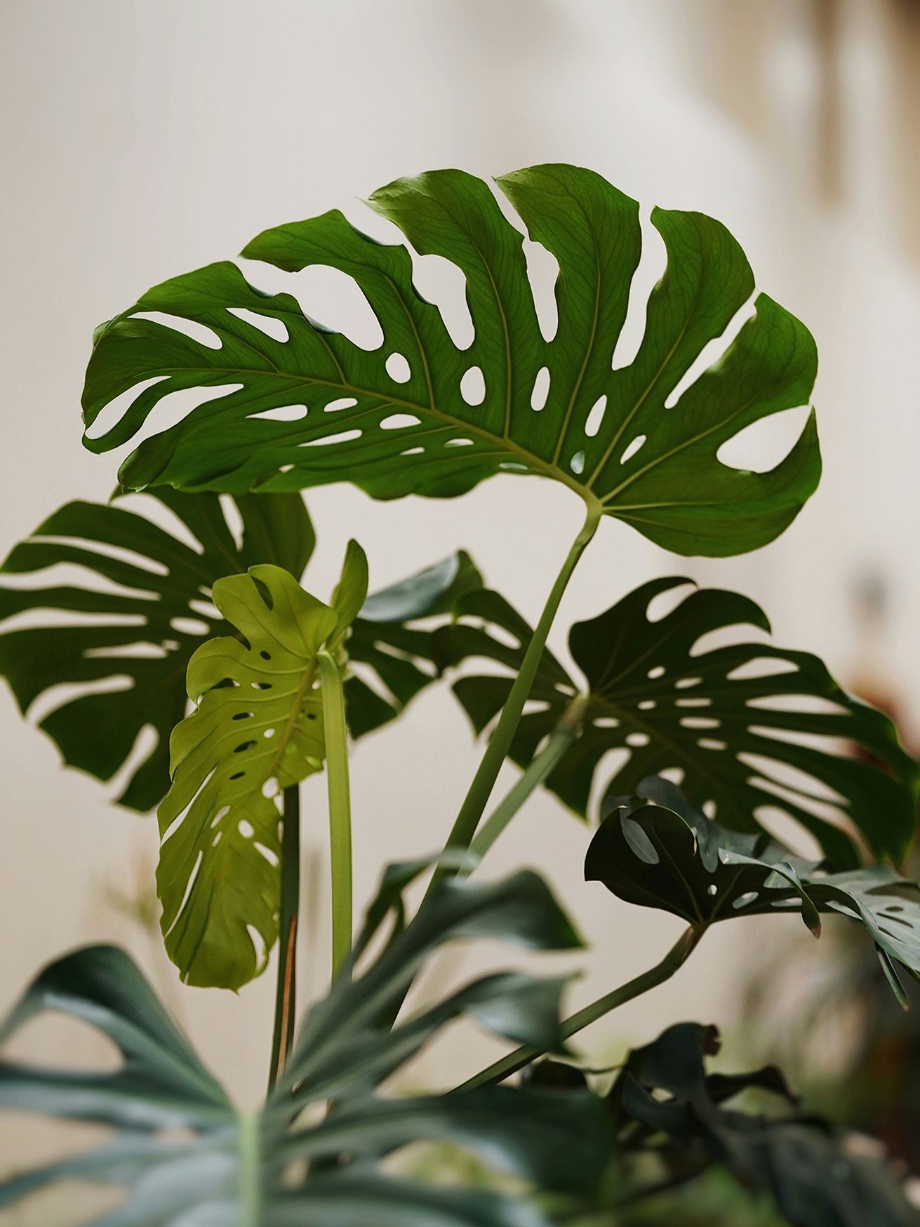 Close-up of large green monstera leaves with natural light and blurred background.