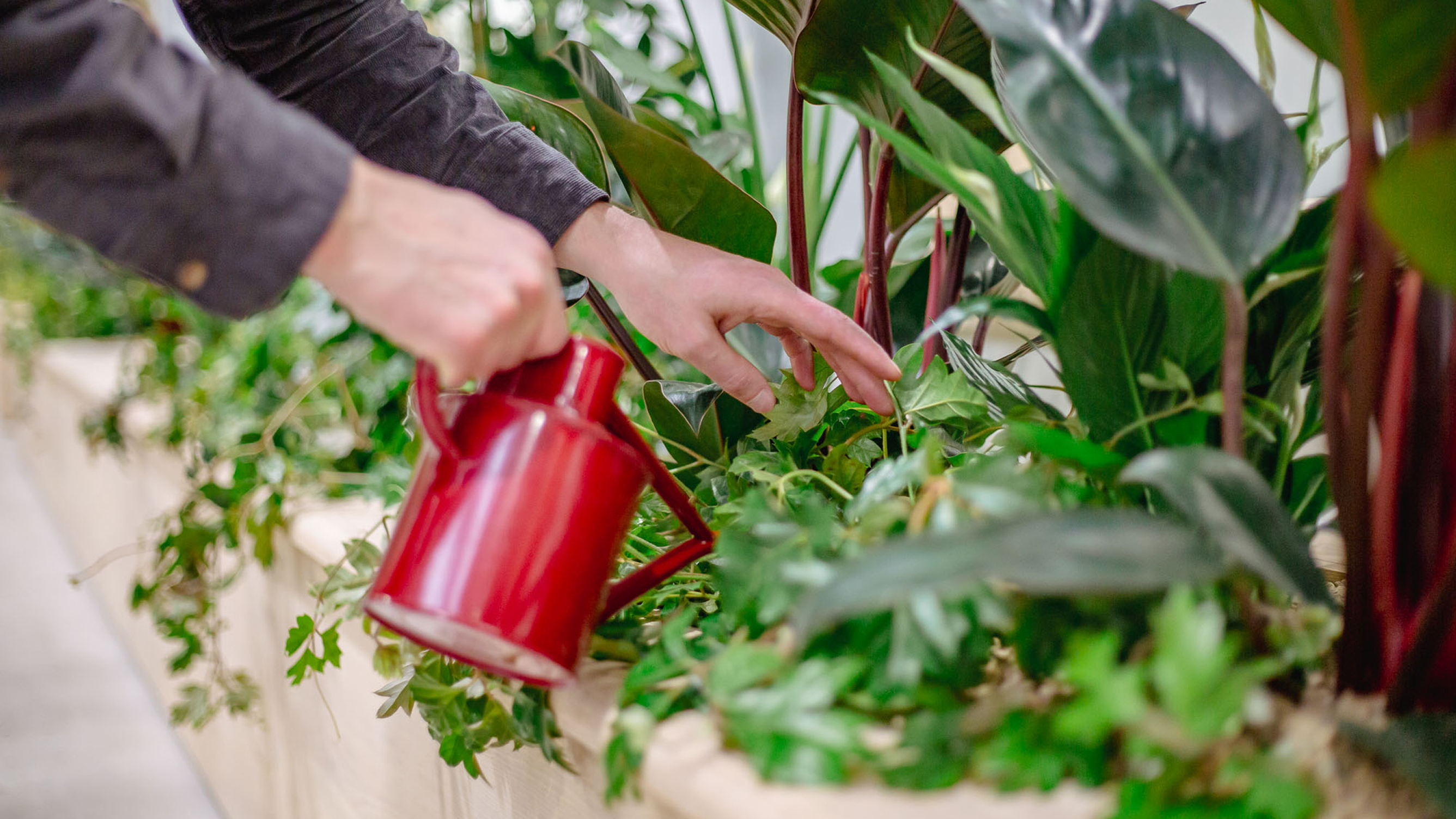 Person watering green indoor plants with a small red watering can.