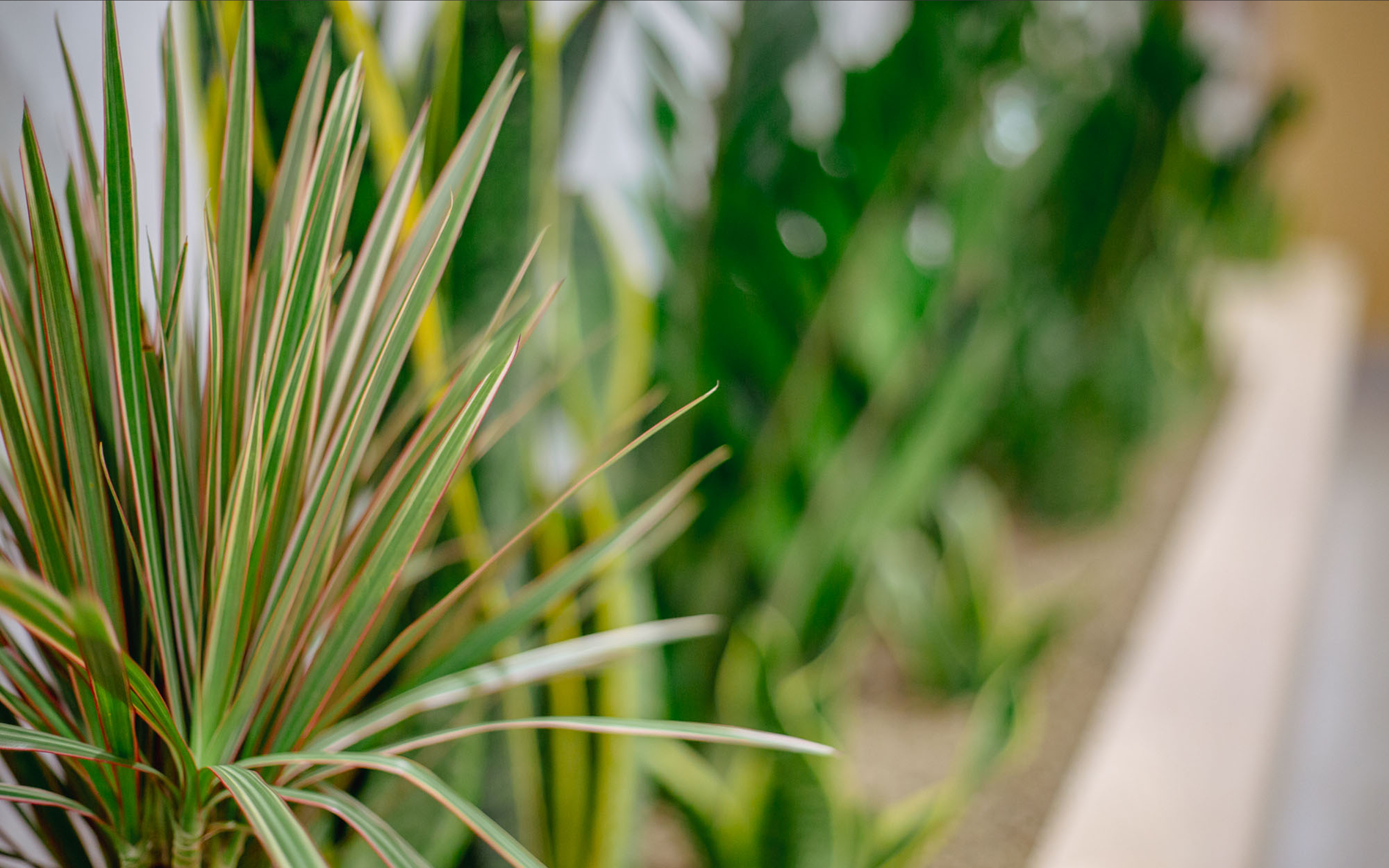 Close-up of succulent indoor plants with large dark green leaves, planted within a bespoke long wooden bench with integrated planters at Secure System's warehouse.