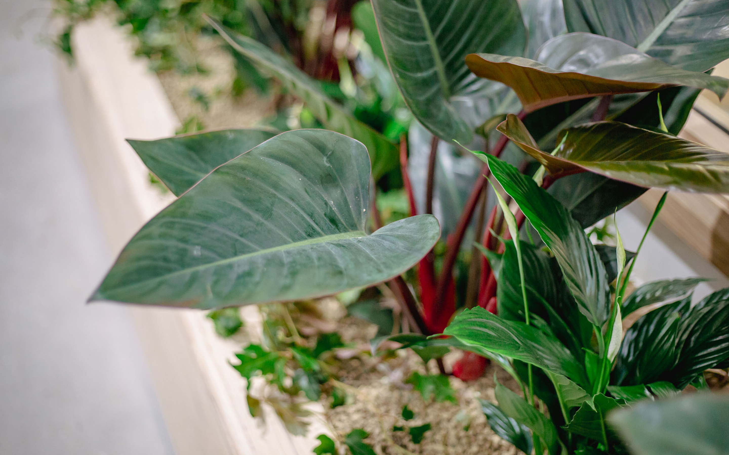 A close-up of a bespoke furniture with inbuilt planters filled with a vibrant mix of green and reddish tropical plants.