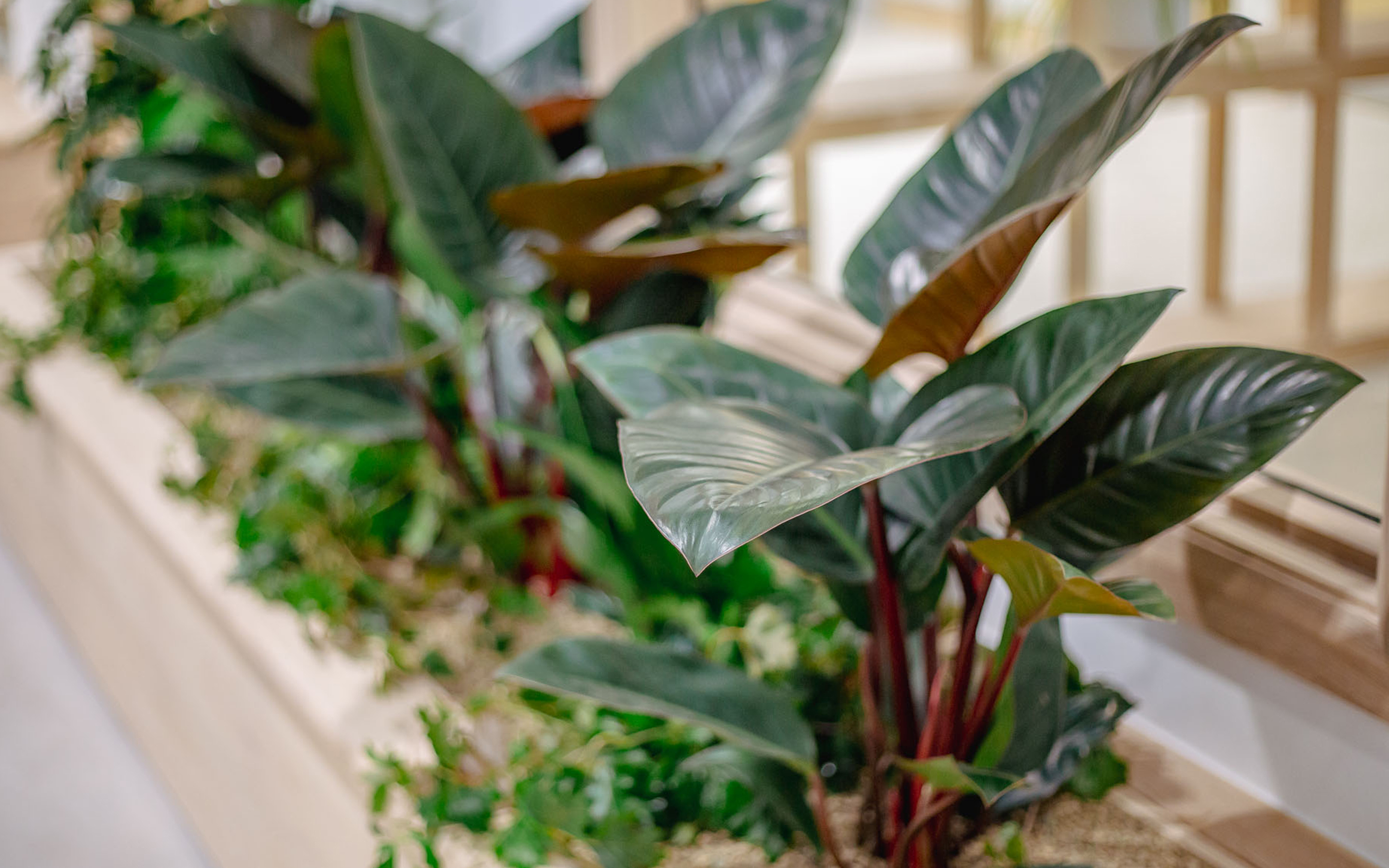 Close-up of lush indoor plants with large dark green leaves, planted within a bespoke long wooden bench with integrated planters at Secure System's warehouse.