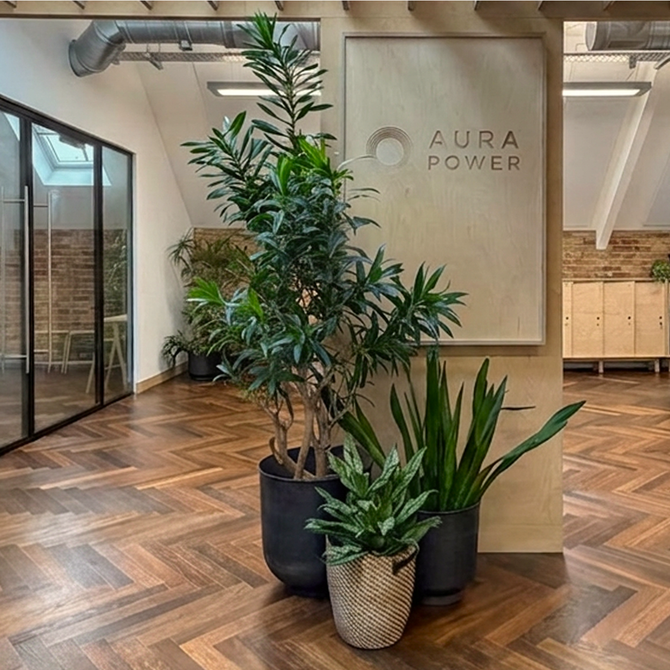Aura Power's office space with three large floor-standing potted plants on a wooden herringbone floor.