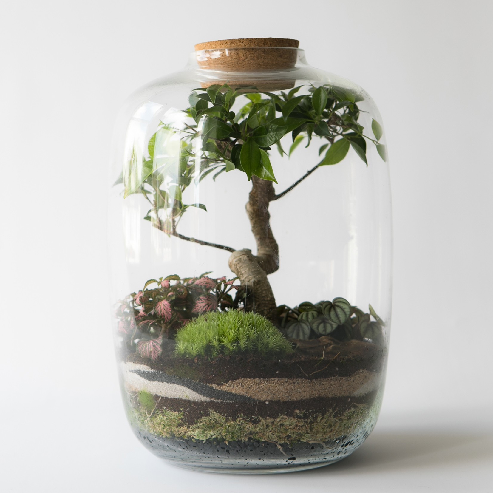 Glass jar terrarium with layered soil, moss, small plants, and a bonsai fig tree sealed with a cork lid.