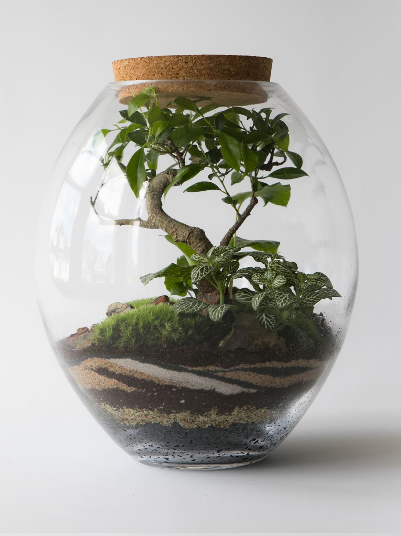 Glass jar terrarium with layered soil, moss, small plants, and a bonsai fig tree sealed with a cork lid.