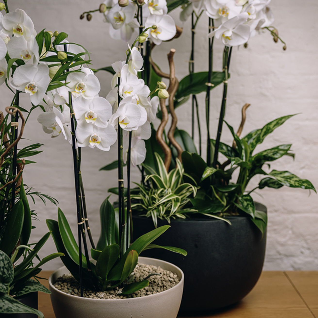 Potted arrangements of white orchids and green houseplants on a wooden surface against a pale background.
