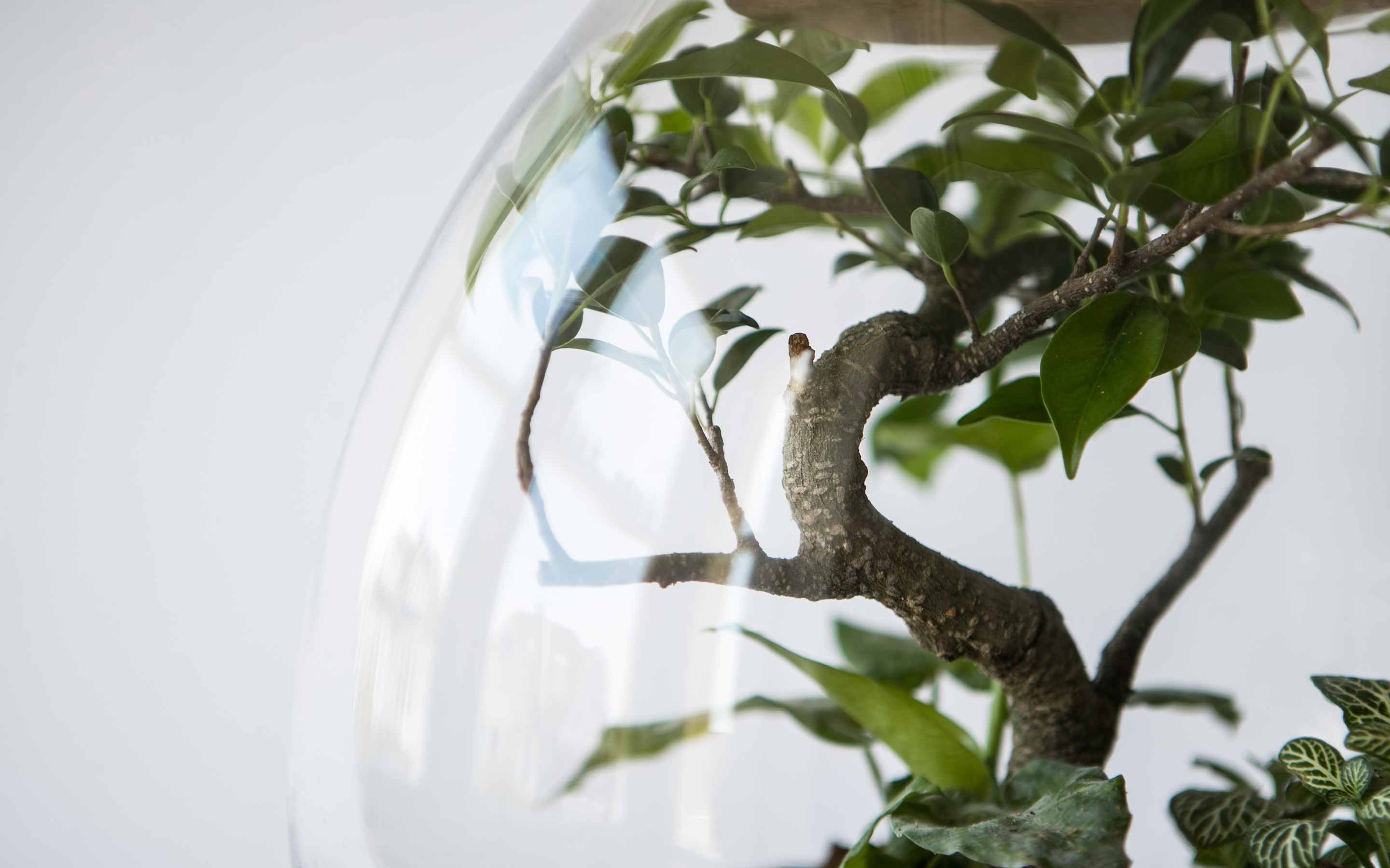 Close-up of a small bonsai fig tree with green leaves inside a clear glass terrarium.
