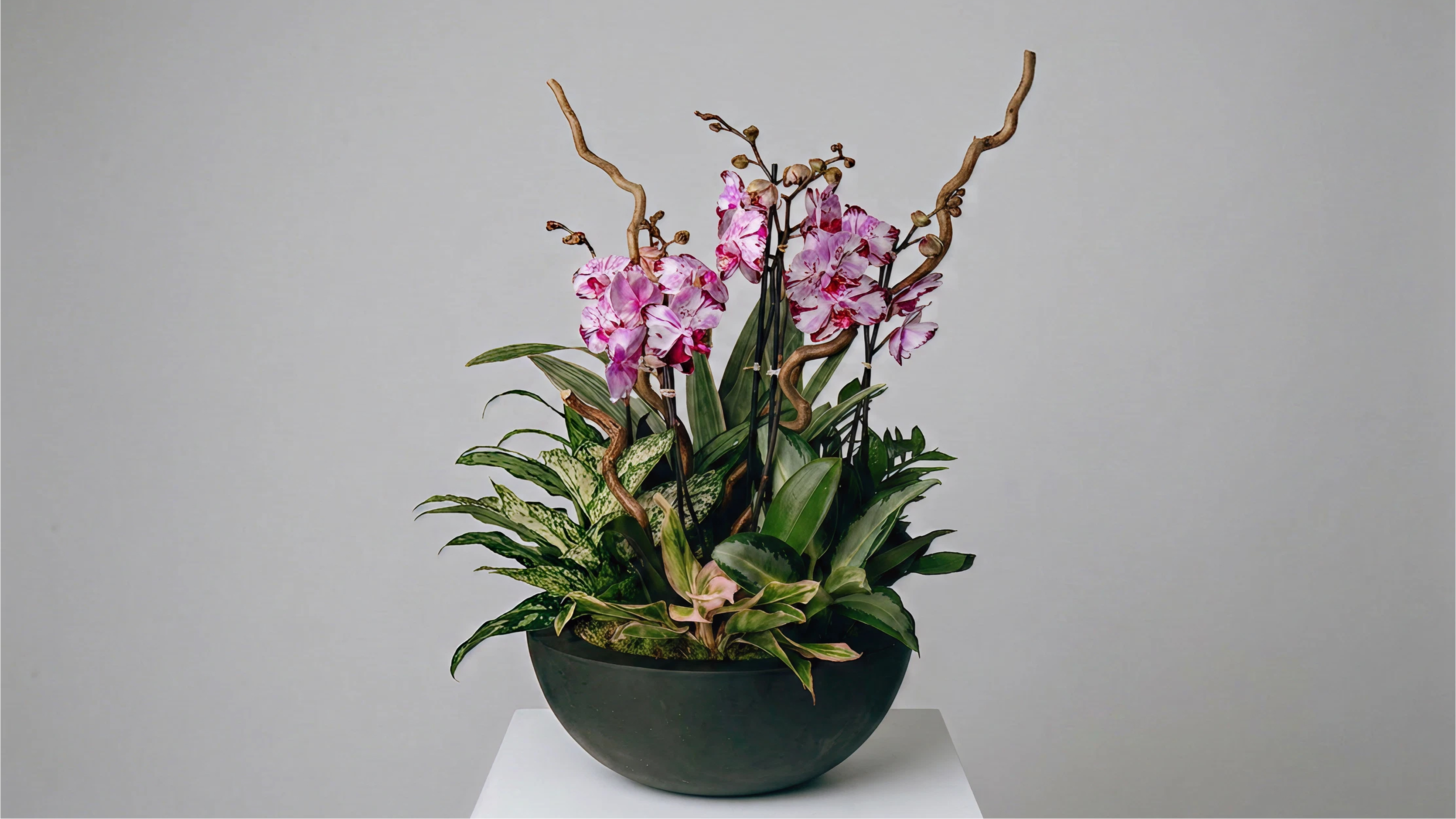Black round pot filled with an arrangement of pink orchids, various green tropical plants, and decorative twisted branches.