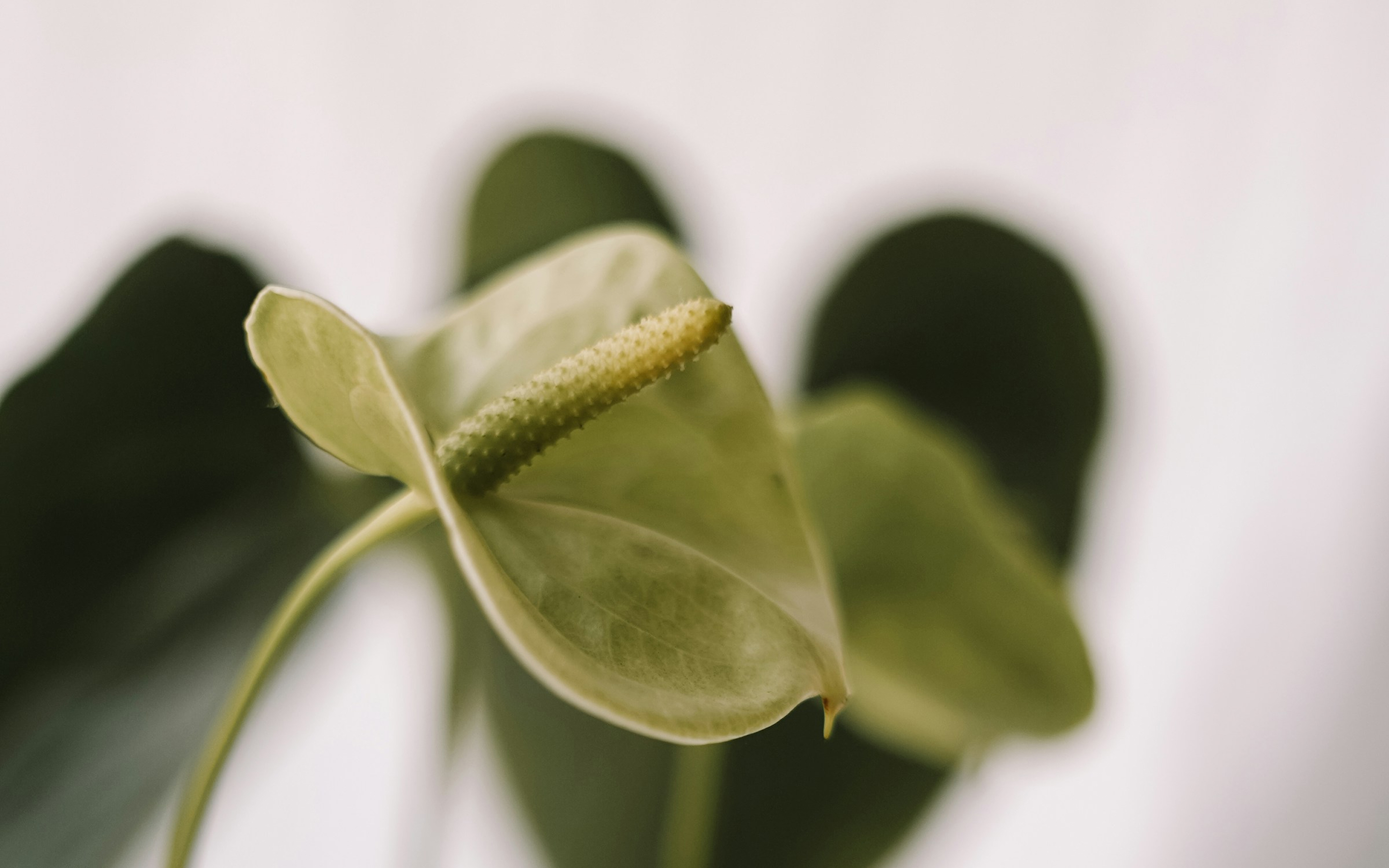 Close-up of a pale green anthurium flower with a yellowish spadix and dark green leaves.