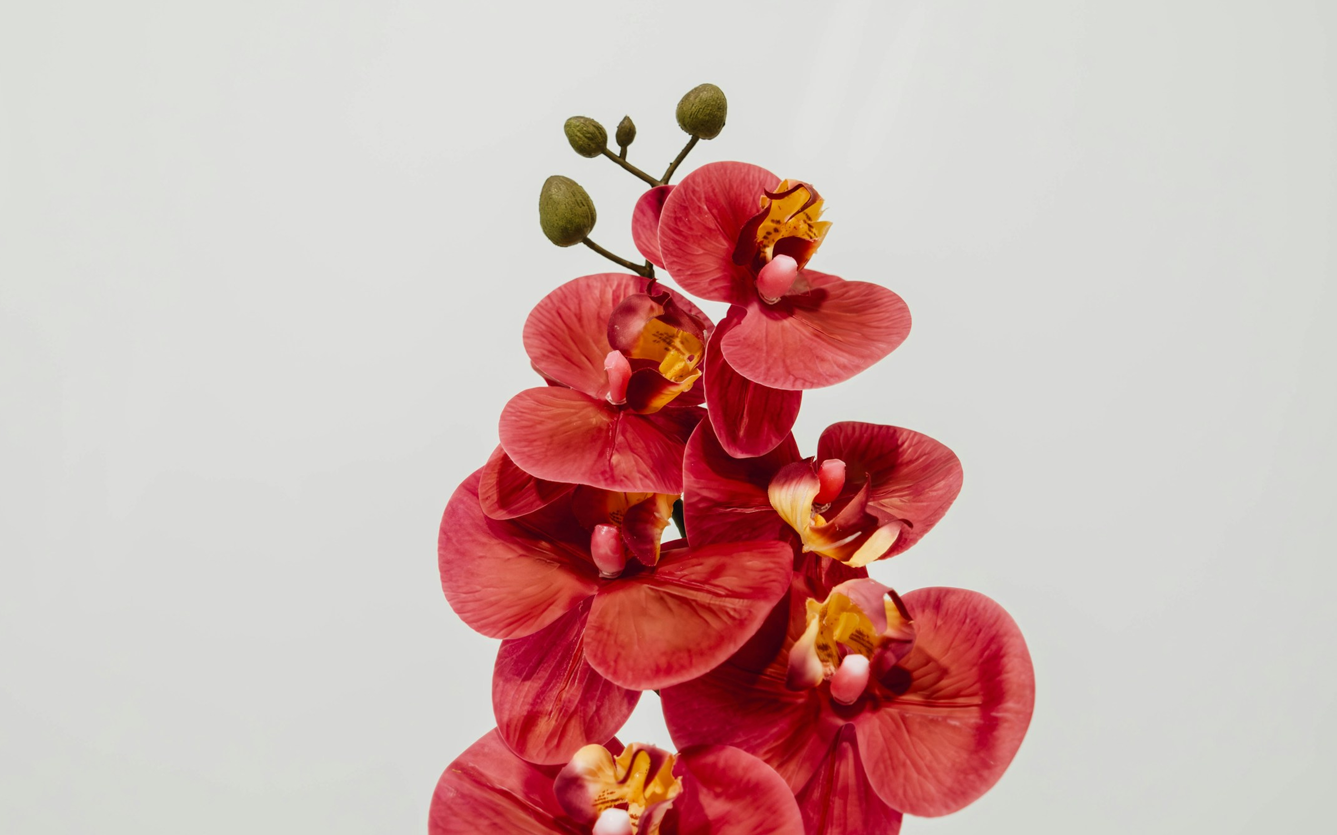 Close-up of vibrant pink orchid flowers with unopened buds on a light background.