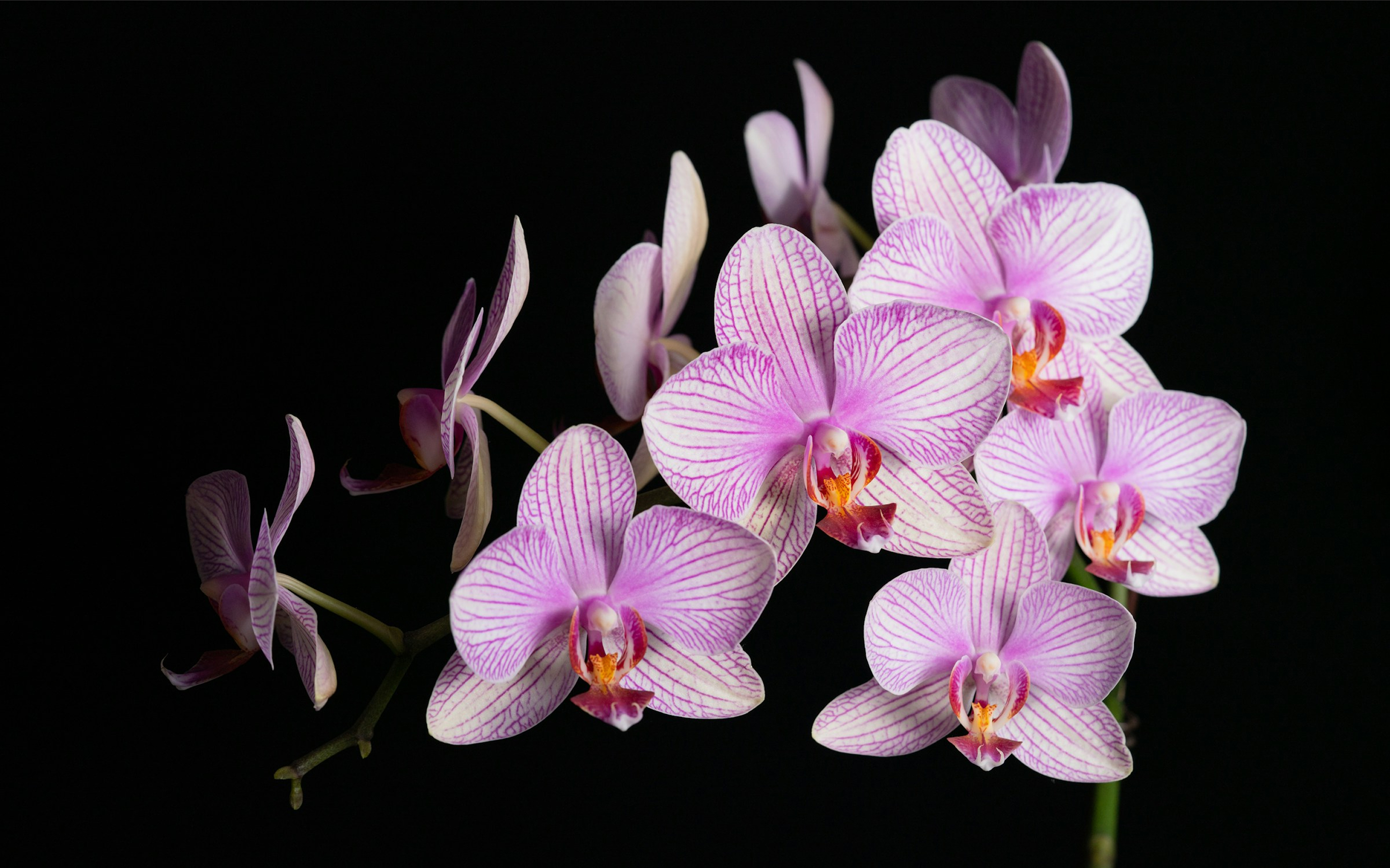Branch of pink and white orchids with delicate striped petals on a black background.