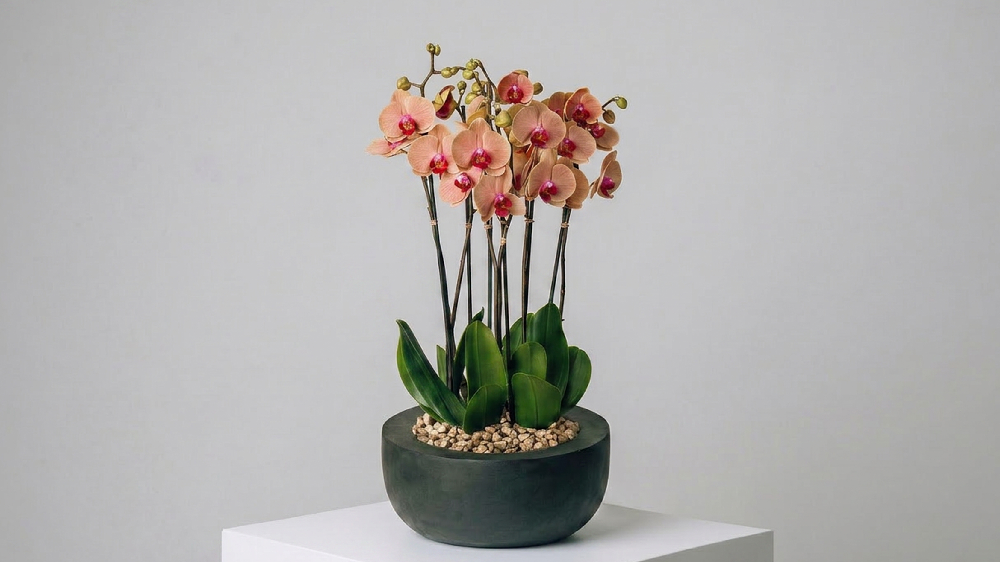 Pink orchids with green leaves in a black round pot filled with light brown pebbles on a white pedestal.