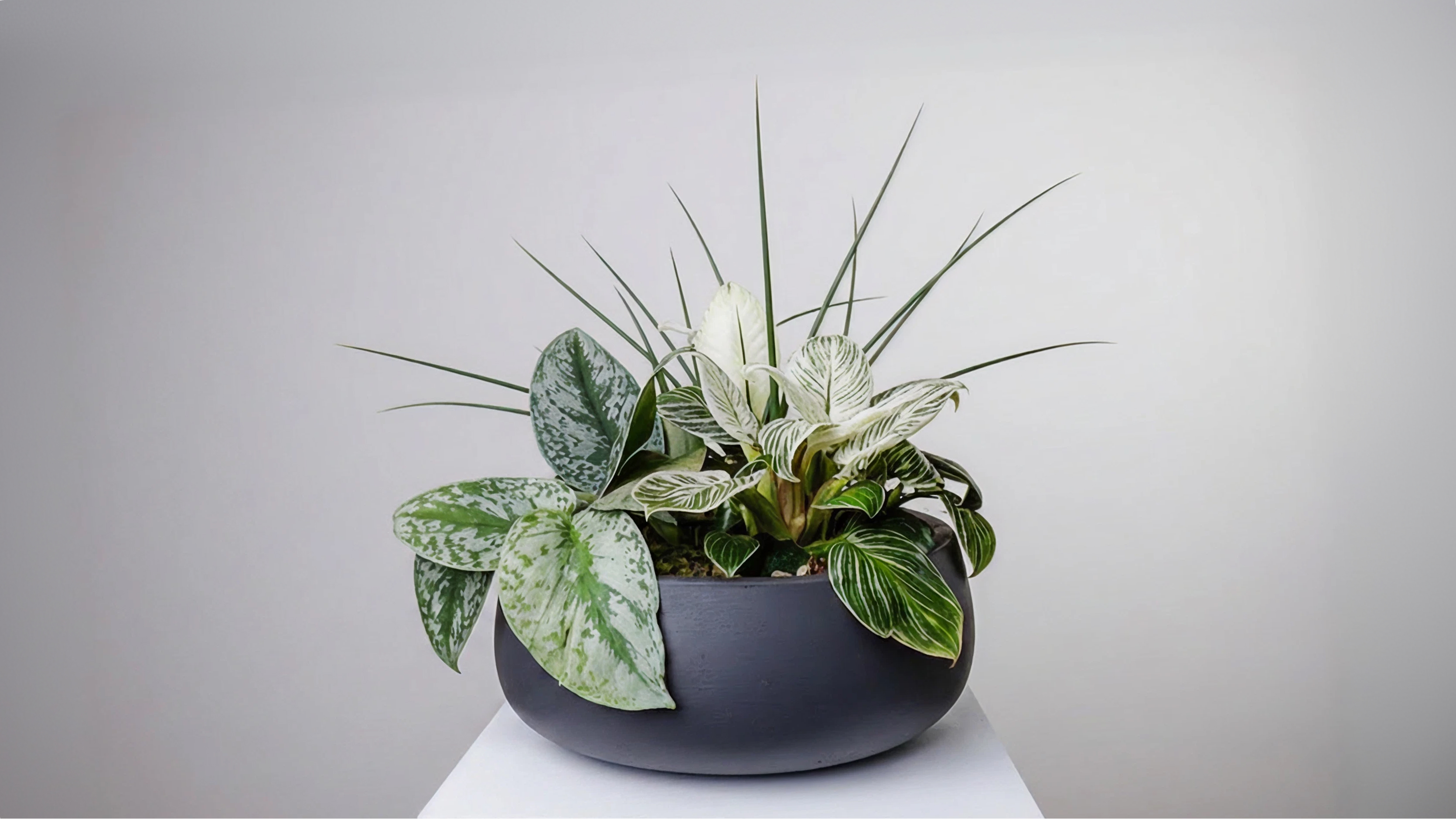 A round black pot containing an arrangement of a variety of green and white leafy houseplants.