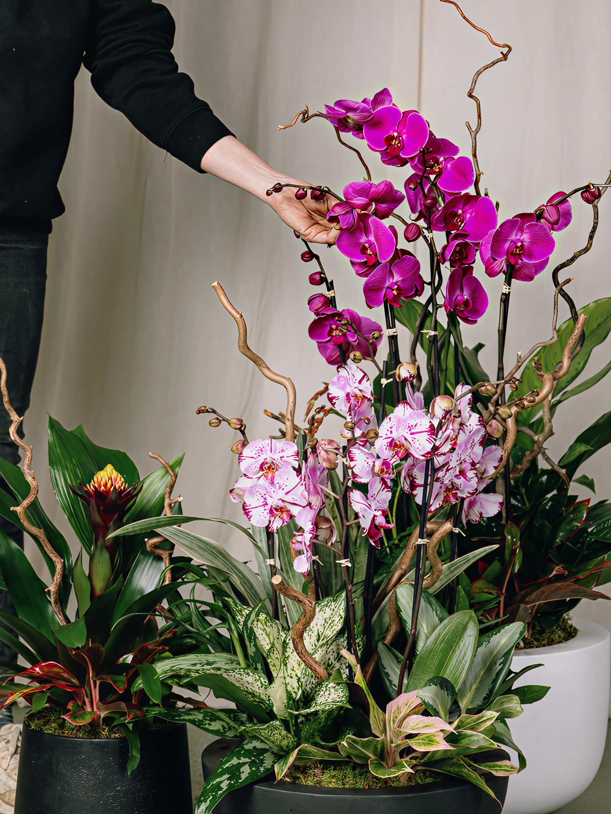 A person arranging vibrant purple and white orchids in lush indoor floral arrangements with mixed green foliage.