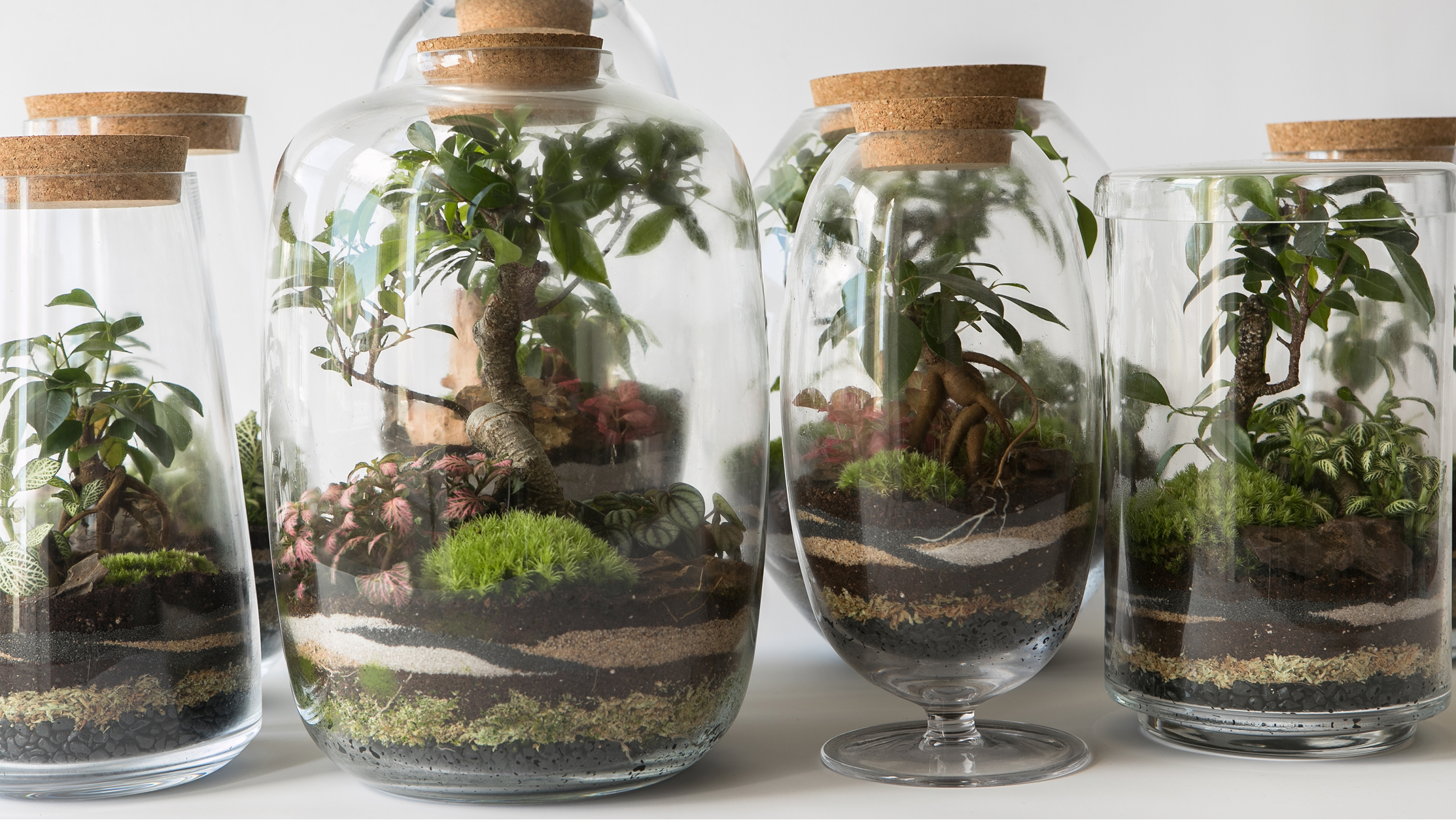 Glass terrariums with layered soil, moss, and tropical plants topped with cork lids.