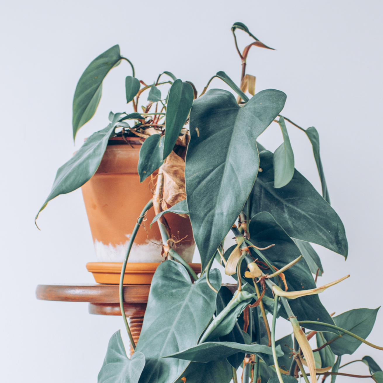 Philodendron houseplant with large green leaves in a terracotta pot on a wooden stand.