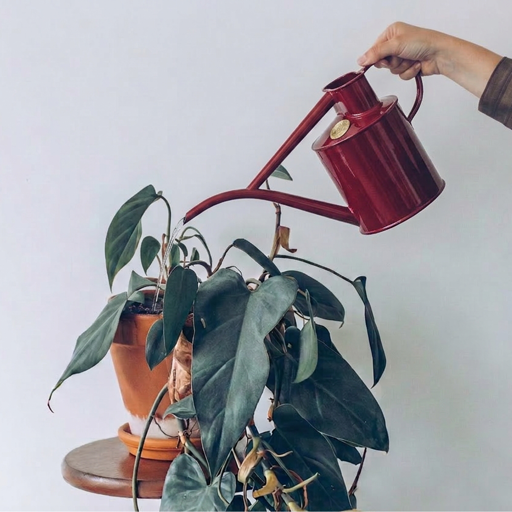 Hand watering a lush green potted plant with a red metal watering can on a wooden table.