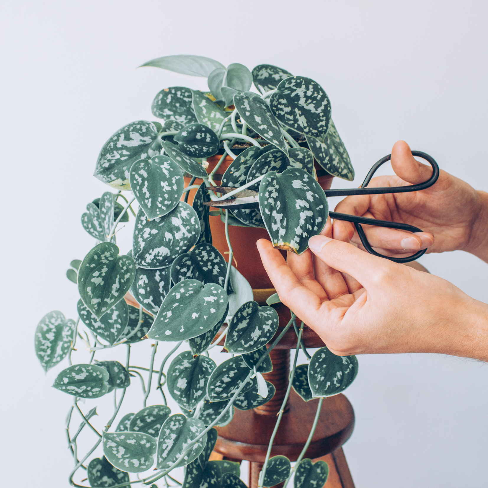 Hands carefully trimming a heart-shaped Scindapsus leaf from a trailing potted plant using snips.