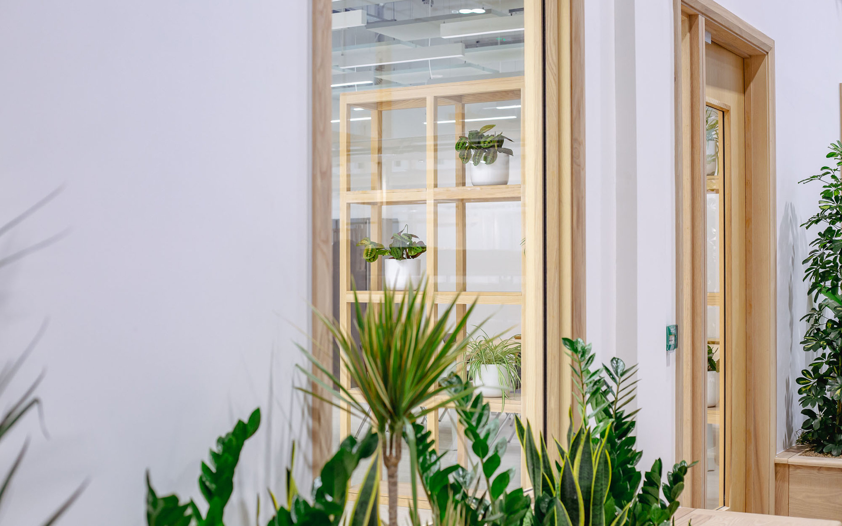 Office entrance with wooden door and glass panel surrounded by various green indoor plants.