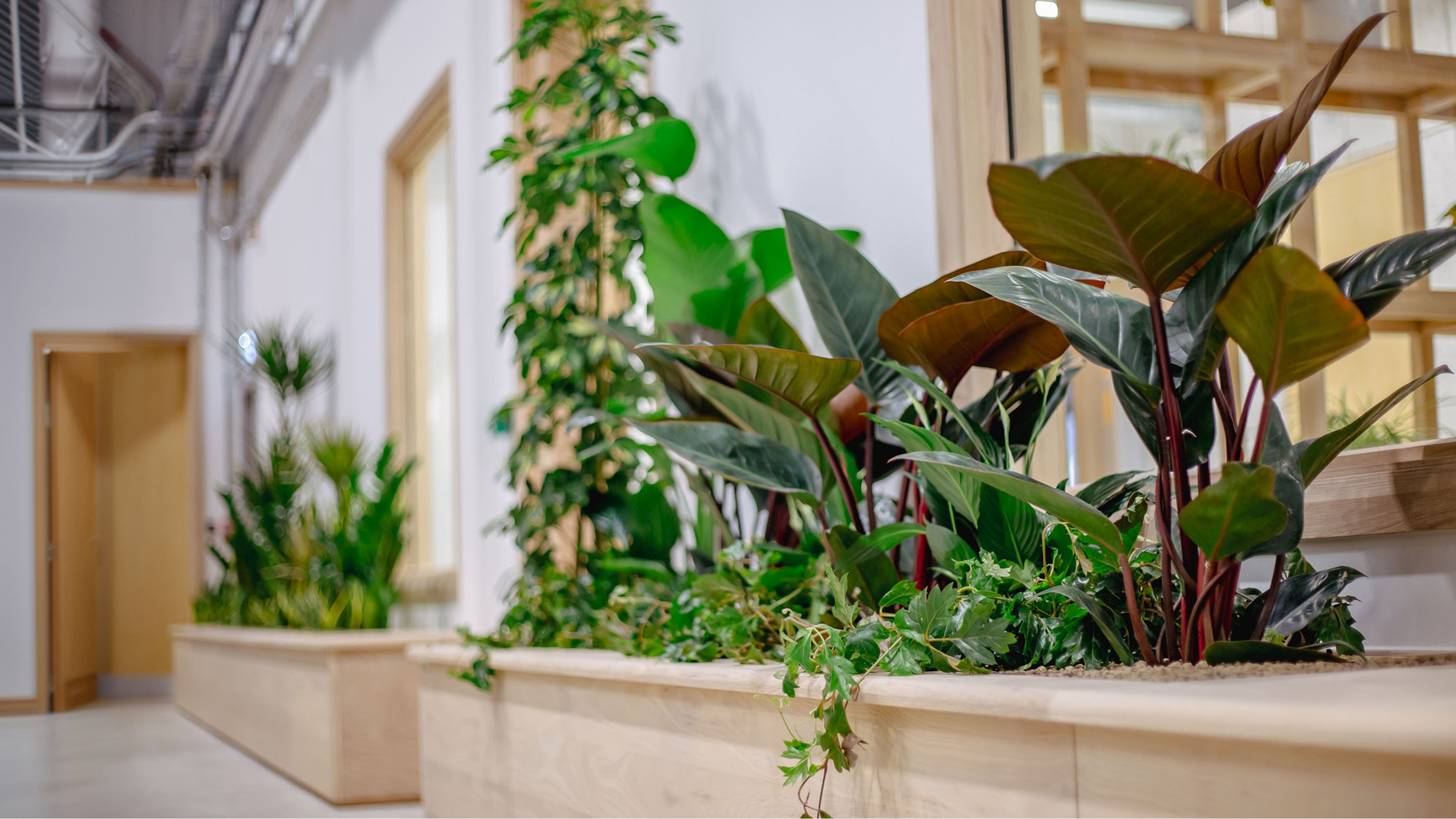 Indoor plants in large wooden planters lining a modern warehouse.