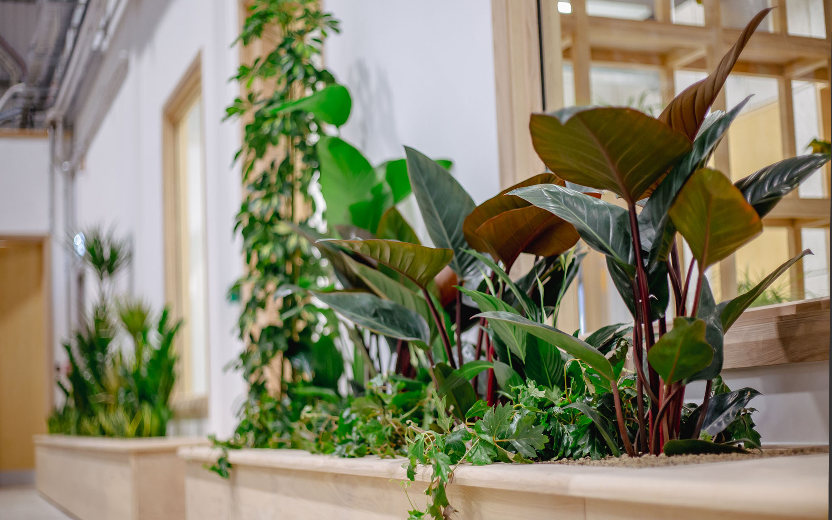 Bespoke planted furniture with assorted tropical green plants installed along a warehouse wall in a bright indoor space.