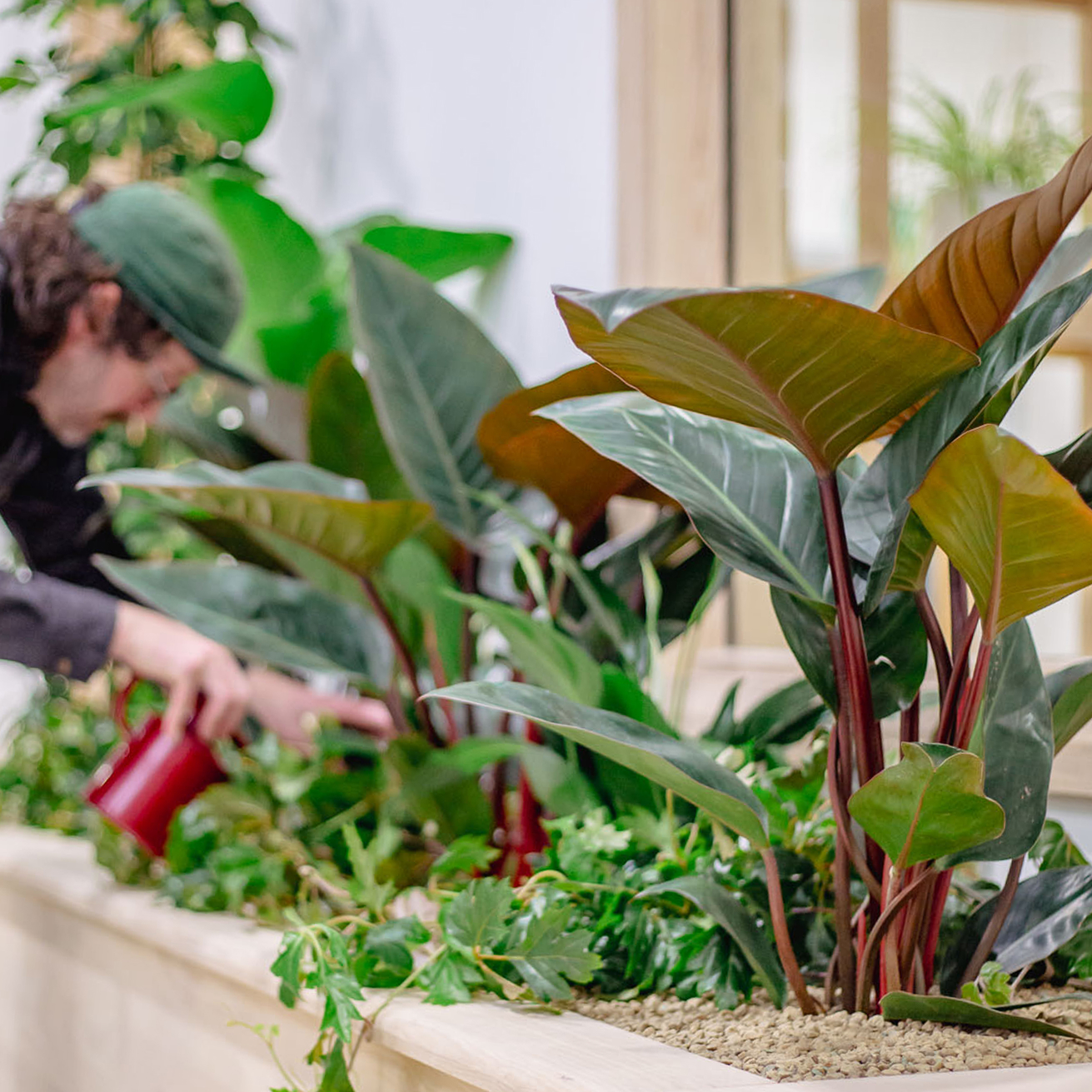 Person watering large leafy green plants with red stems in a custom built-in indoor planter integrated into furniture.