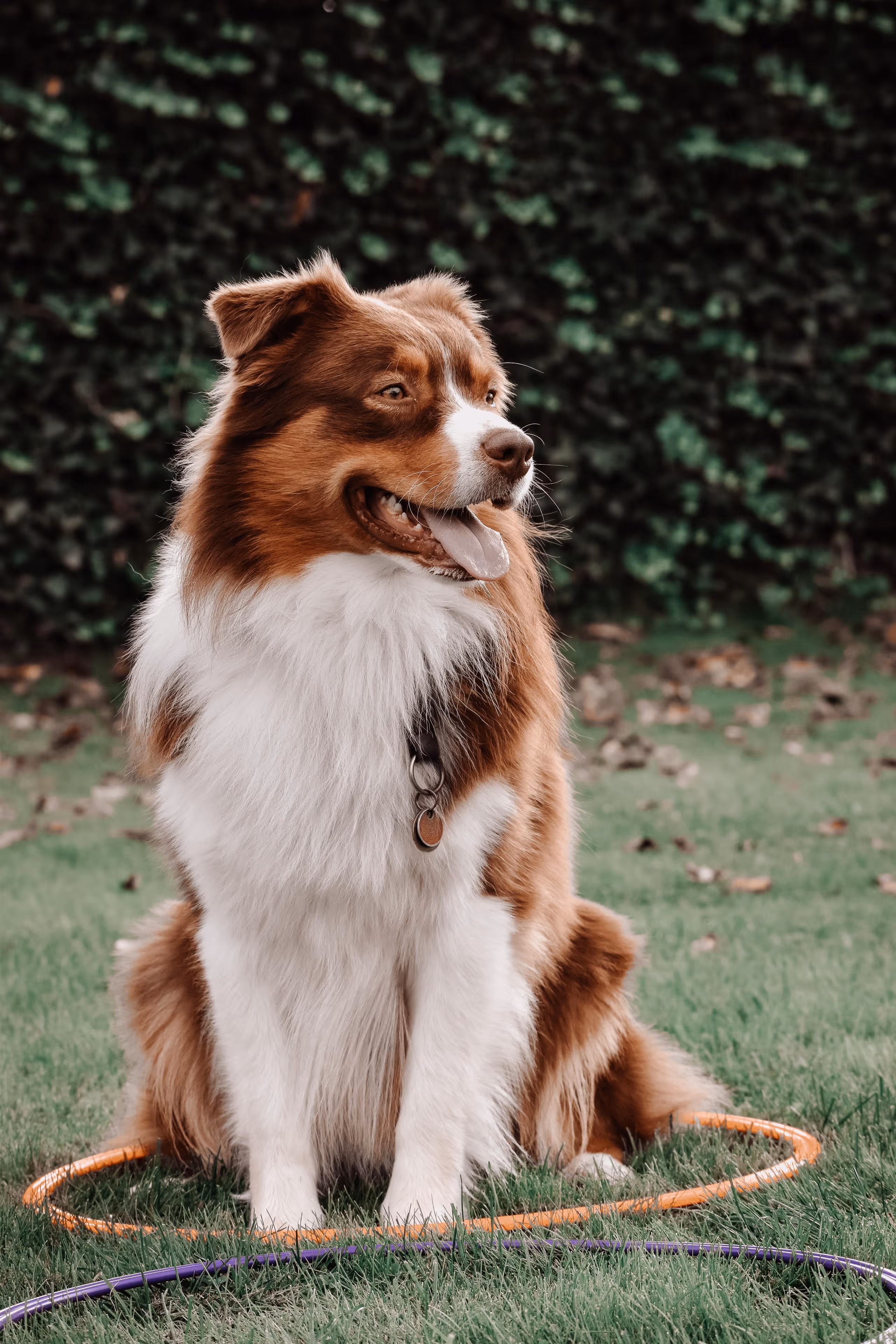 Bruin-witte hond zit op gras met oranje en paarse hoepels eromheen.
