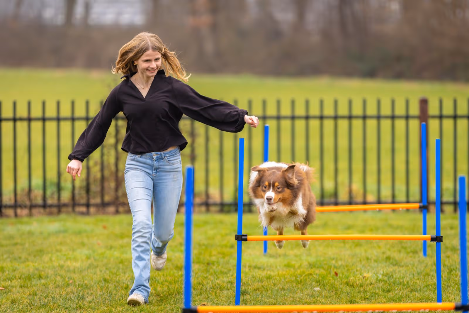 Vrouw die met een Australische herder door een hindernisbaan rent in een grasveld.